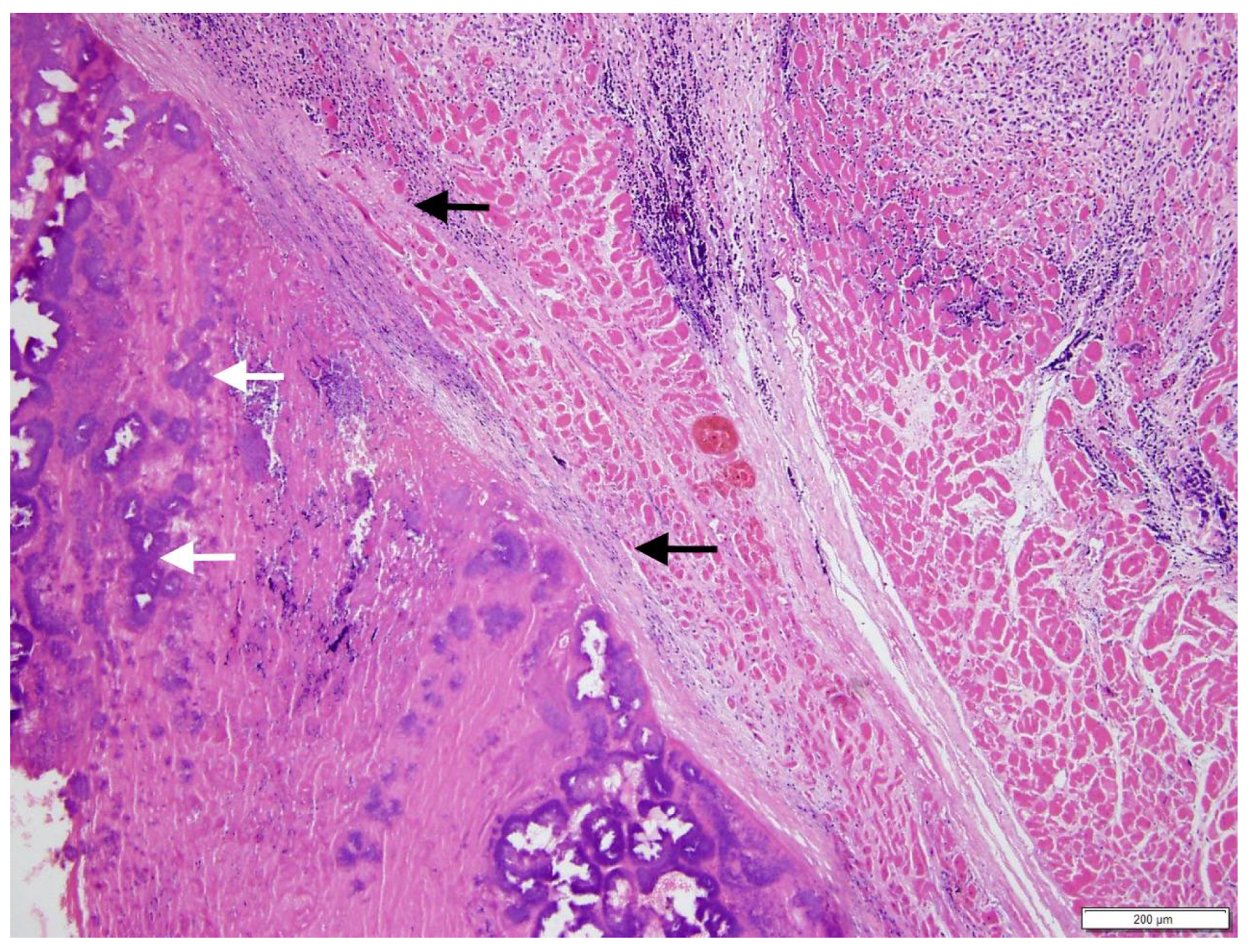 Vetsci 05 00064 g004