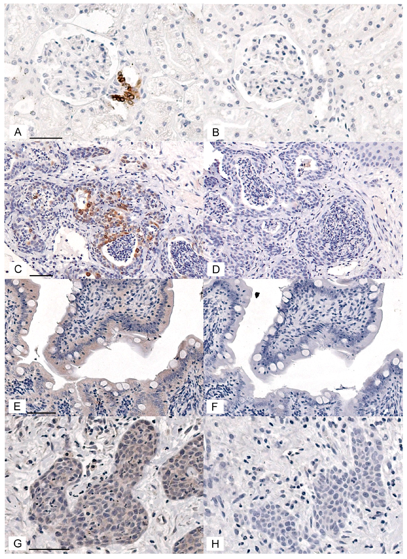 Vetsci 05 00072 g001