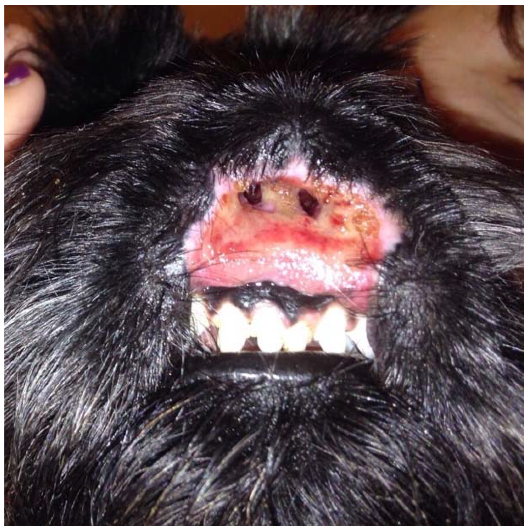 Vetsci 05 00073 g001 550