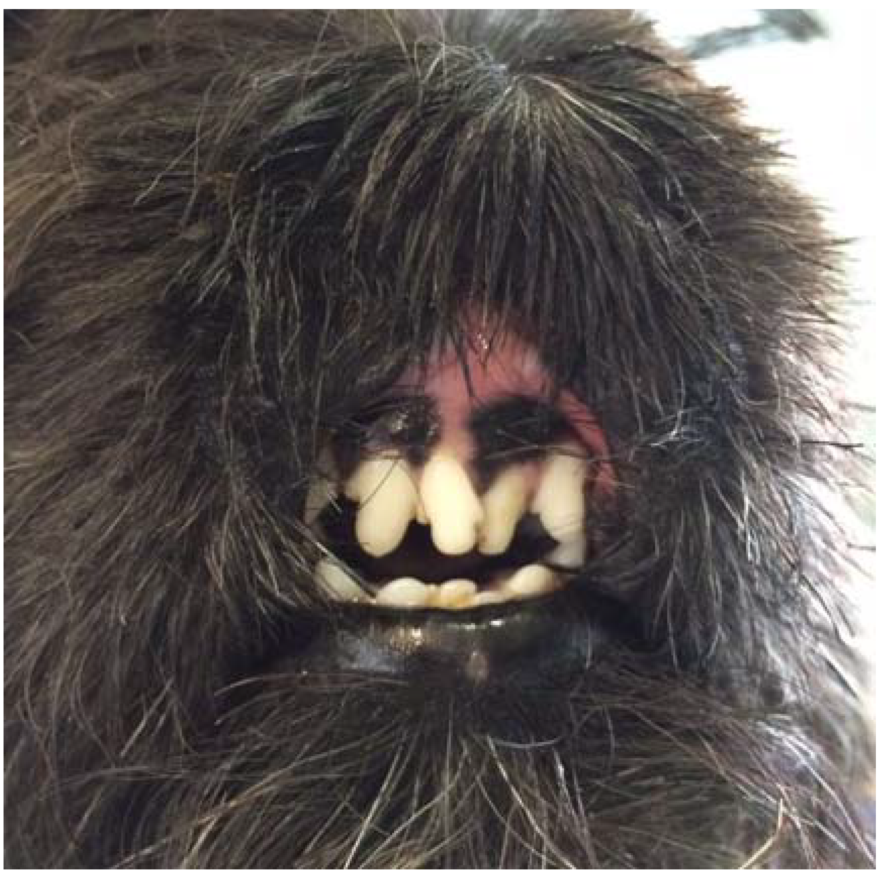 Vetsci 05 00073 g003 550