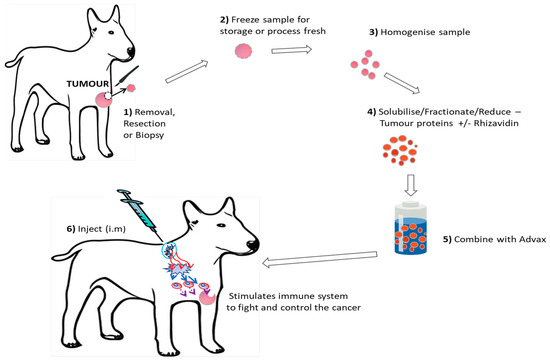 Osteosarcoma sales vaccine dogs