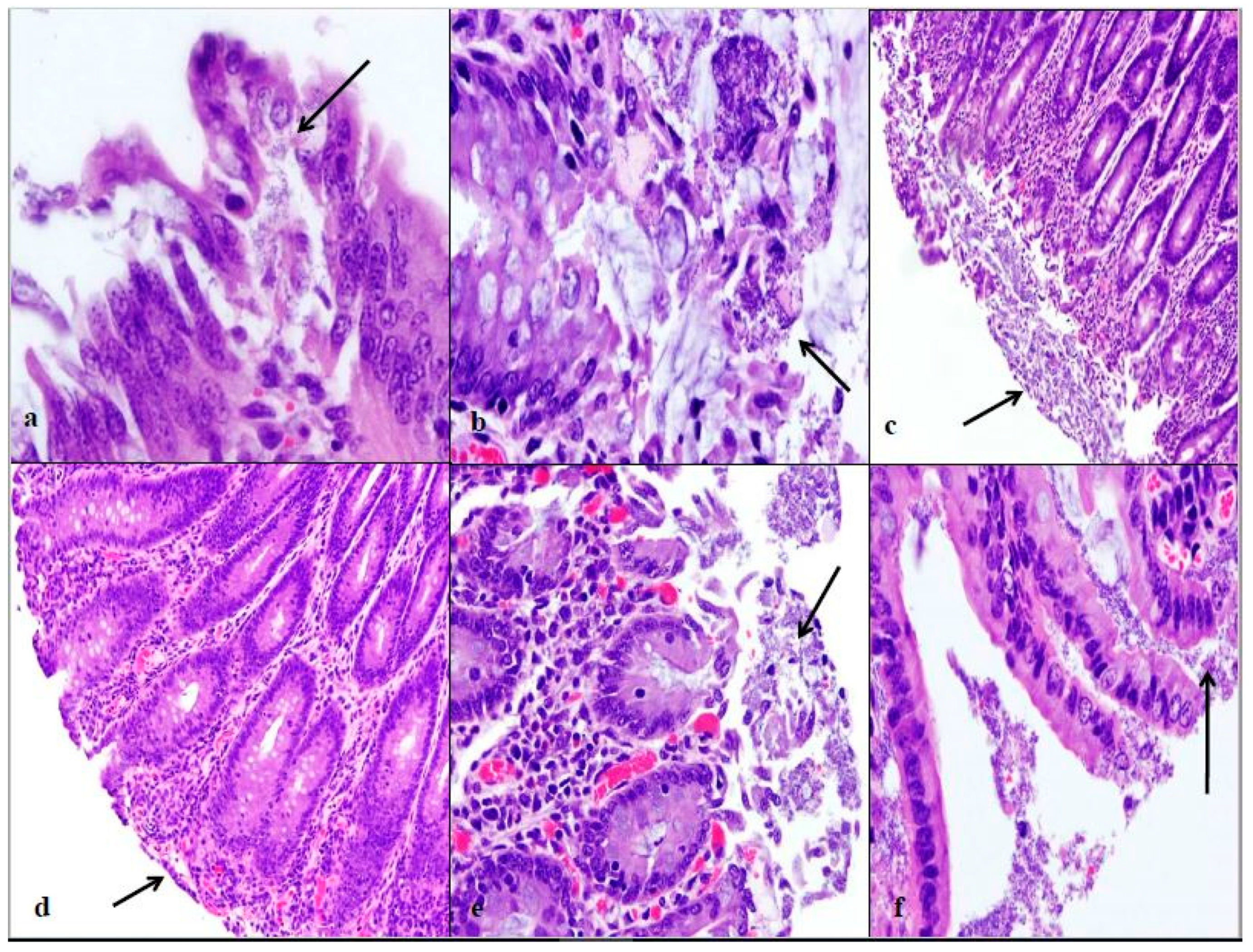 Vetsci 05 00088 g002