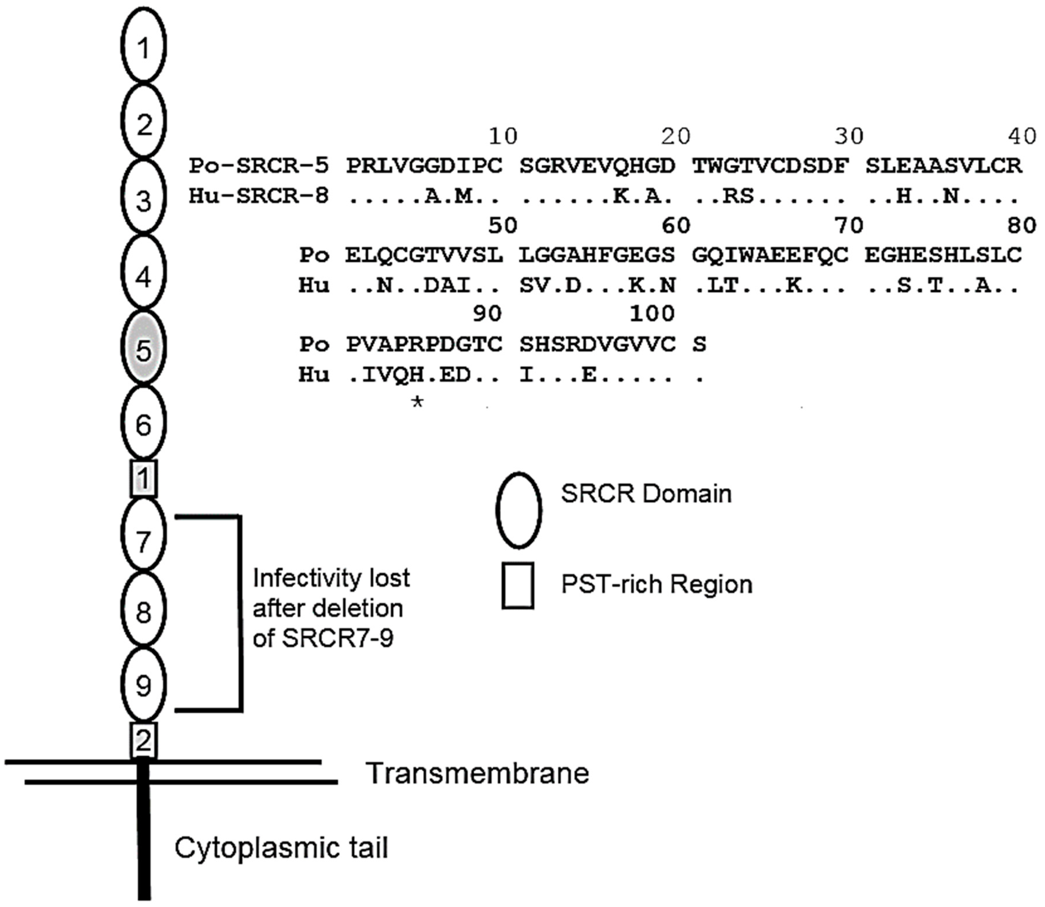 Vetsci 06 00009 g002