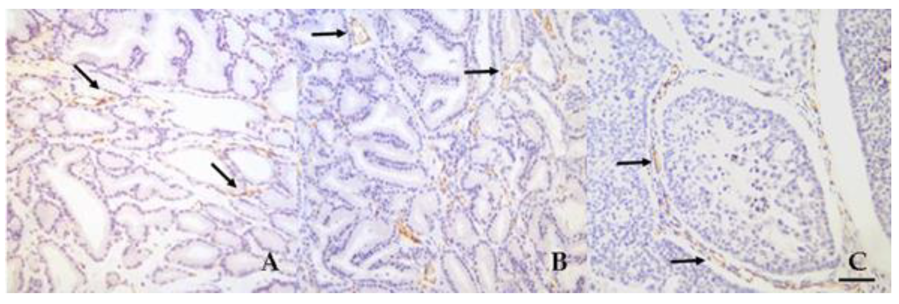 Vetsci 06 00016 g004