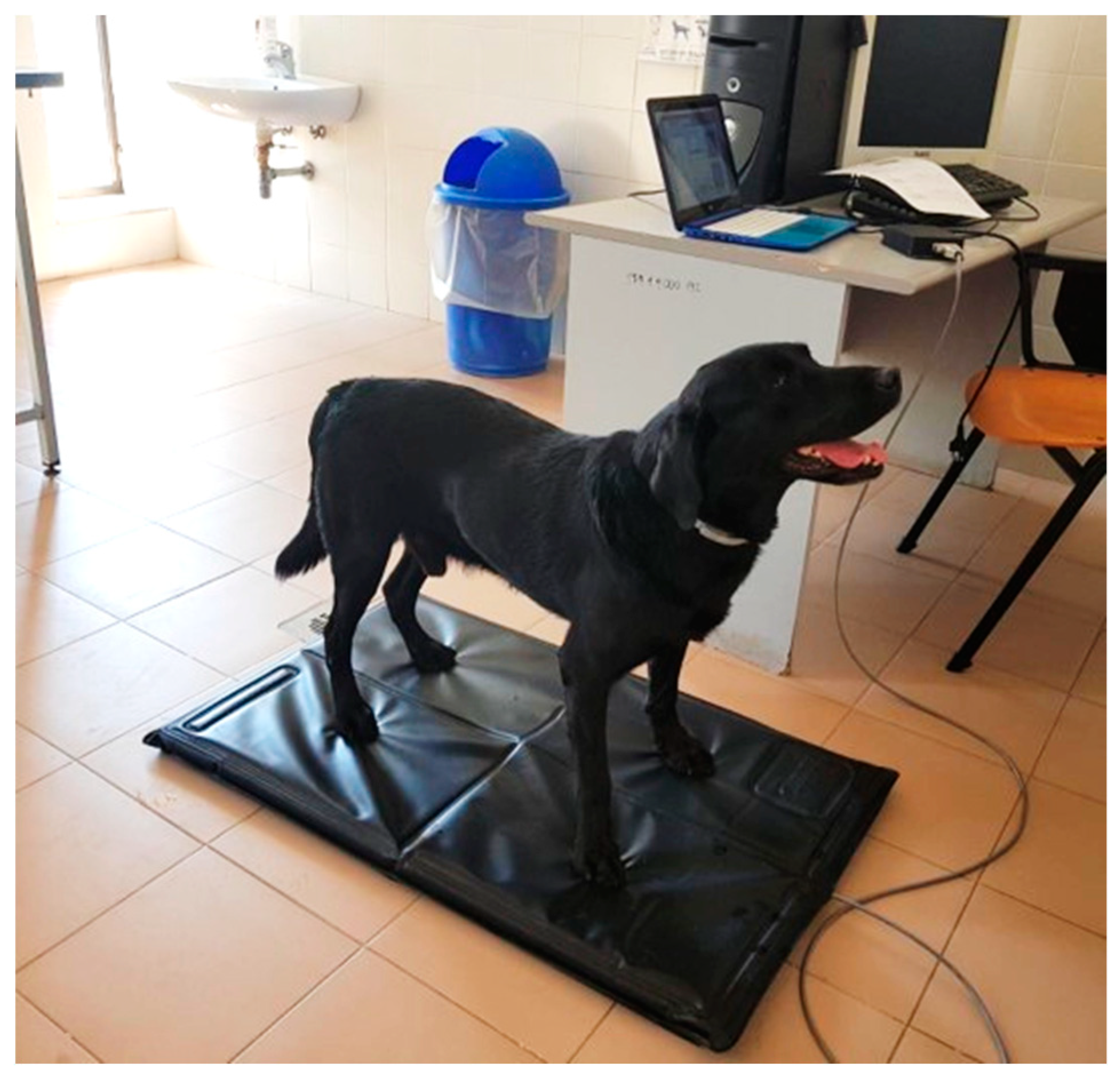 Vetsci 06 00018 g001