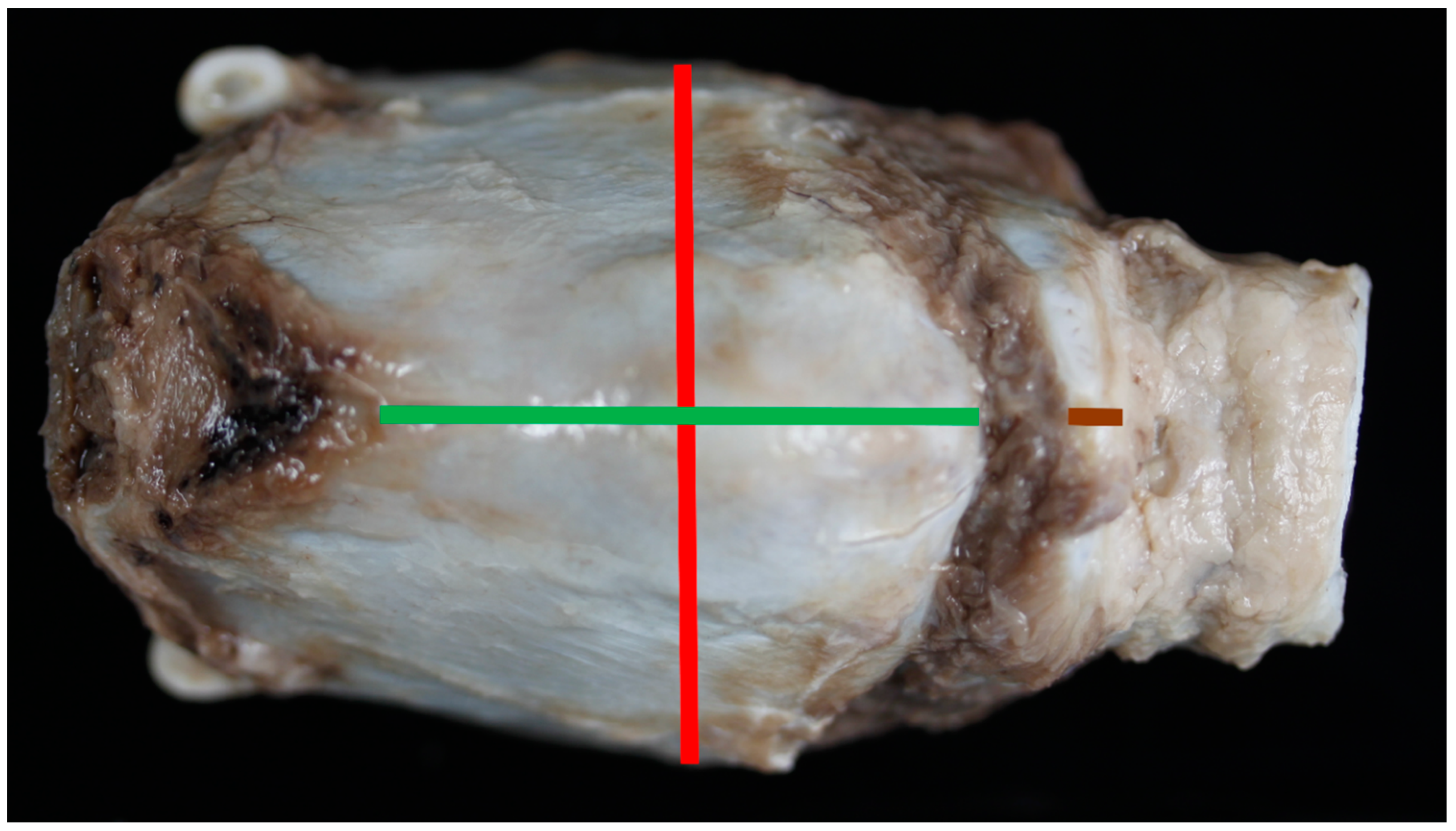 Vetsci 06 00021 g001