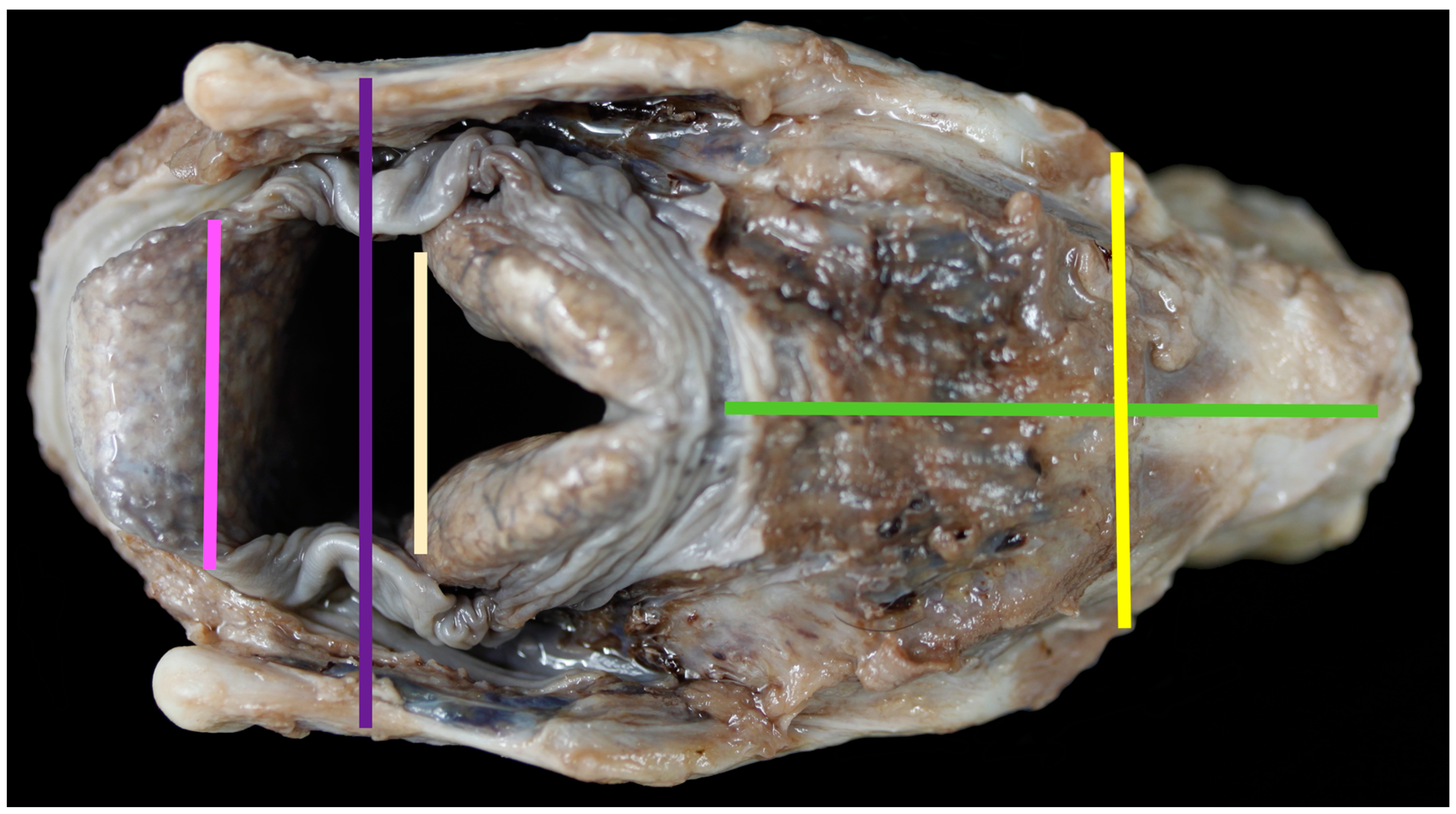 Vetsci 06 00021 g002