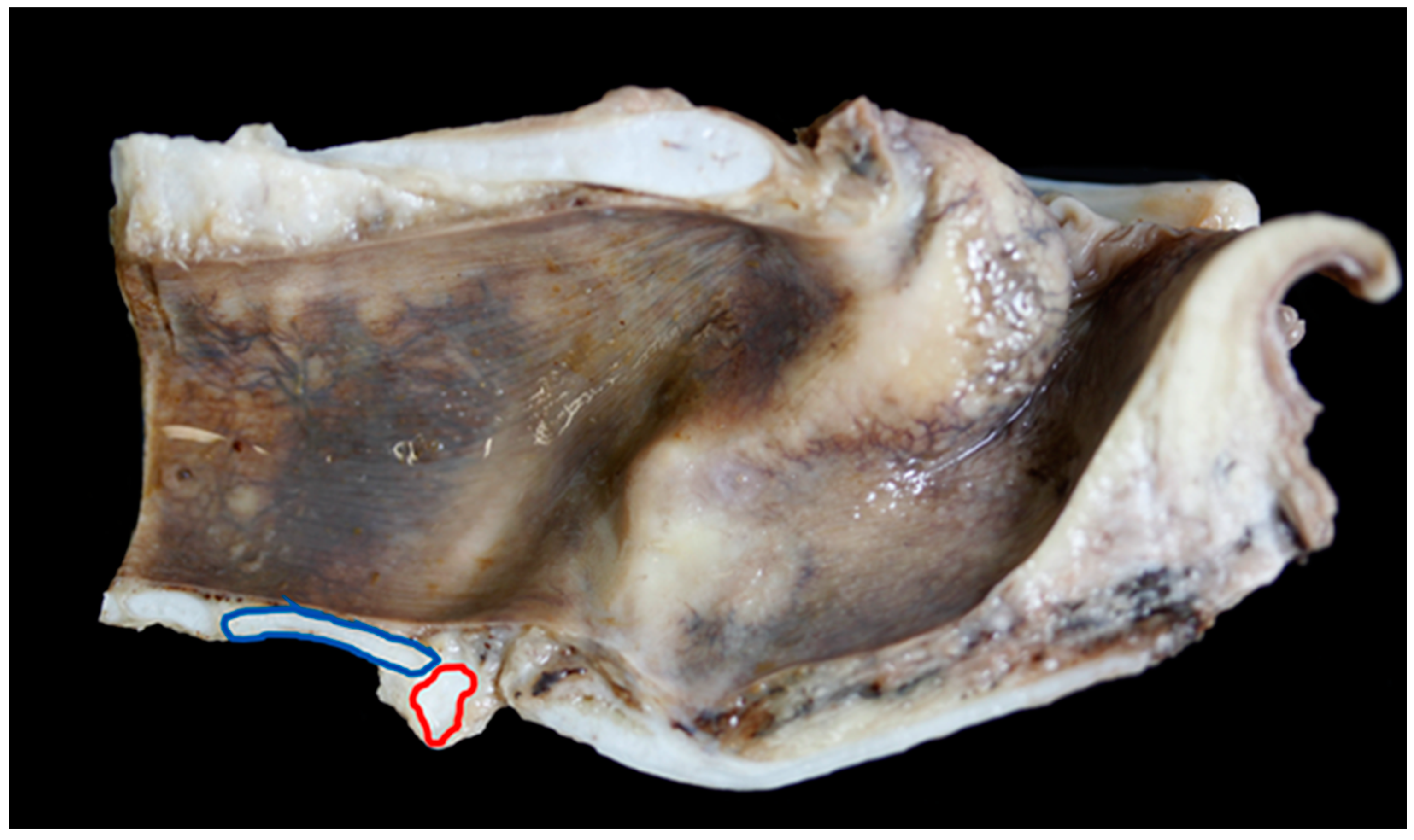 Vetsci 06 00021 g009