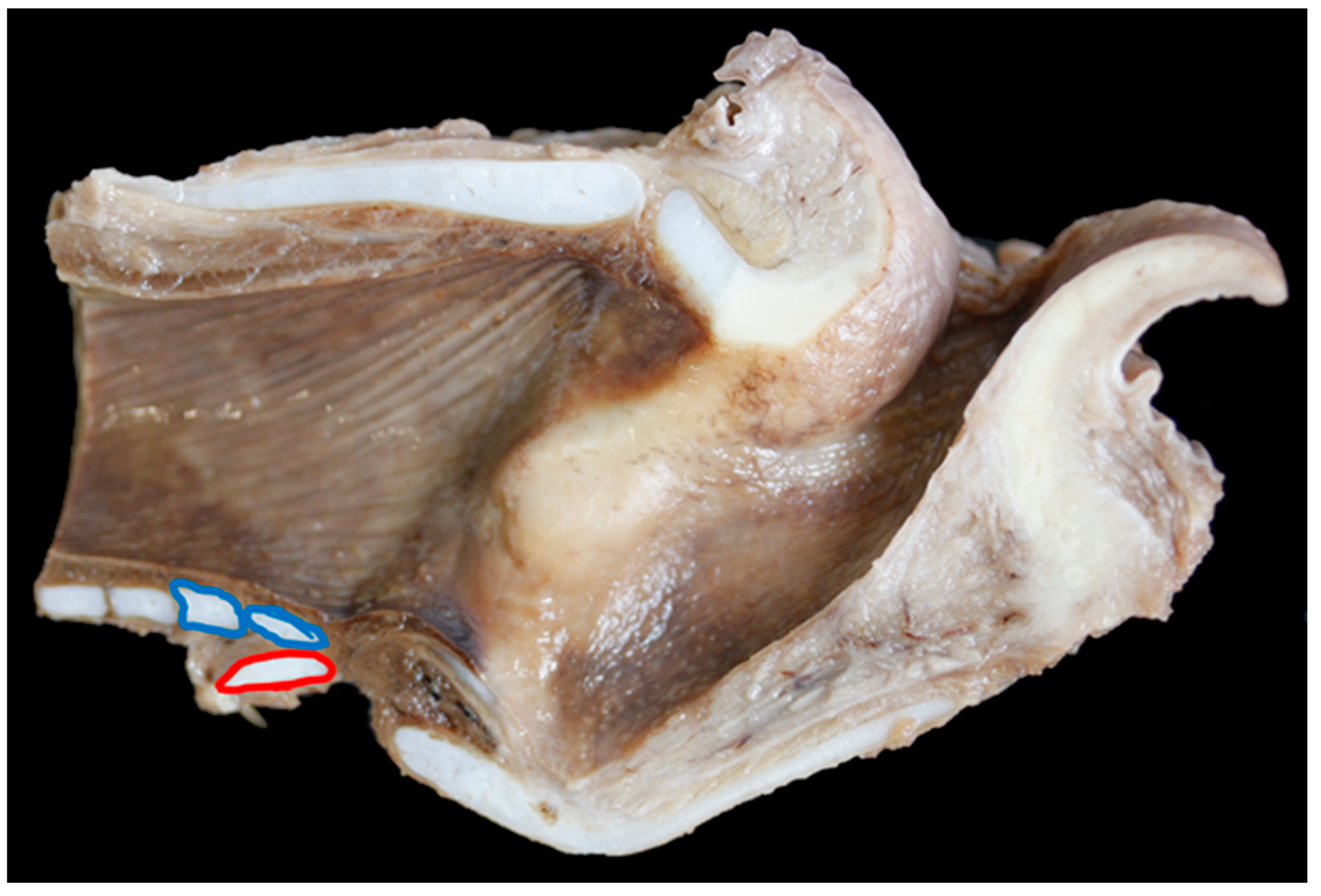 Vetsci 06 00021 g010