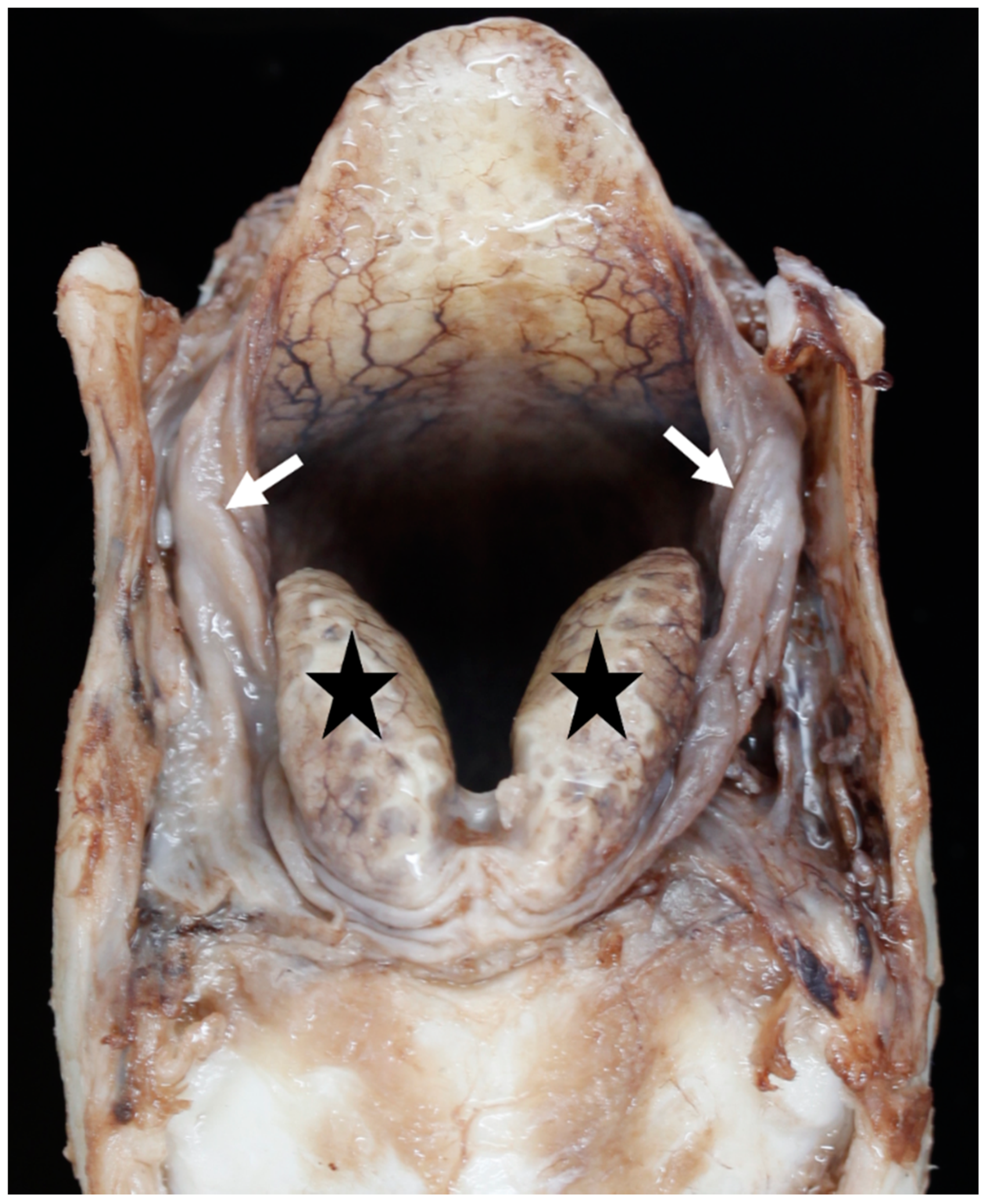 Vetsci 06 00021 g011