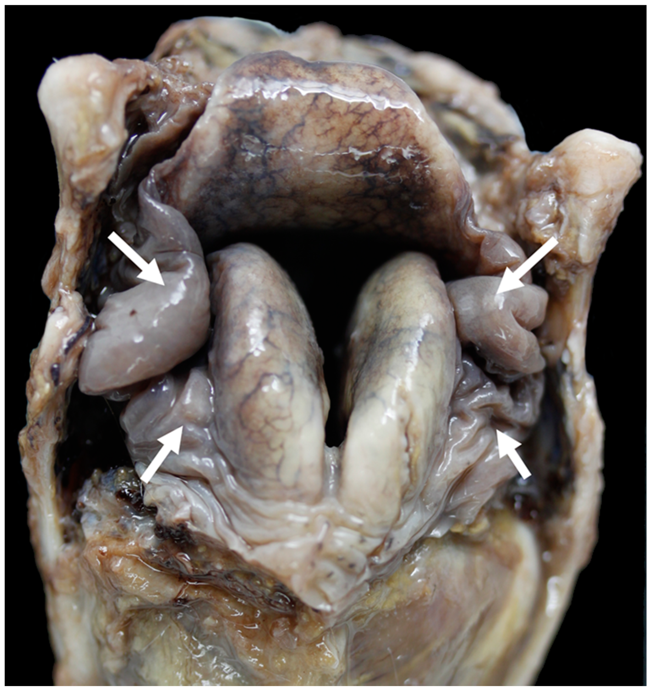 Vetsci 06 00021 g012