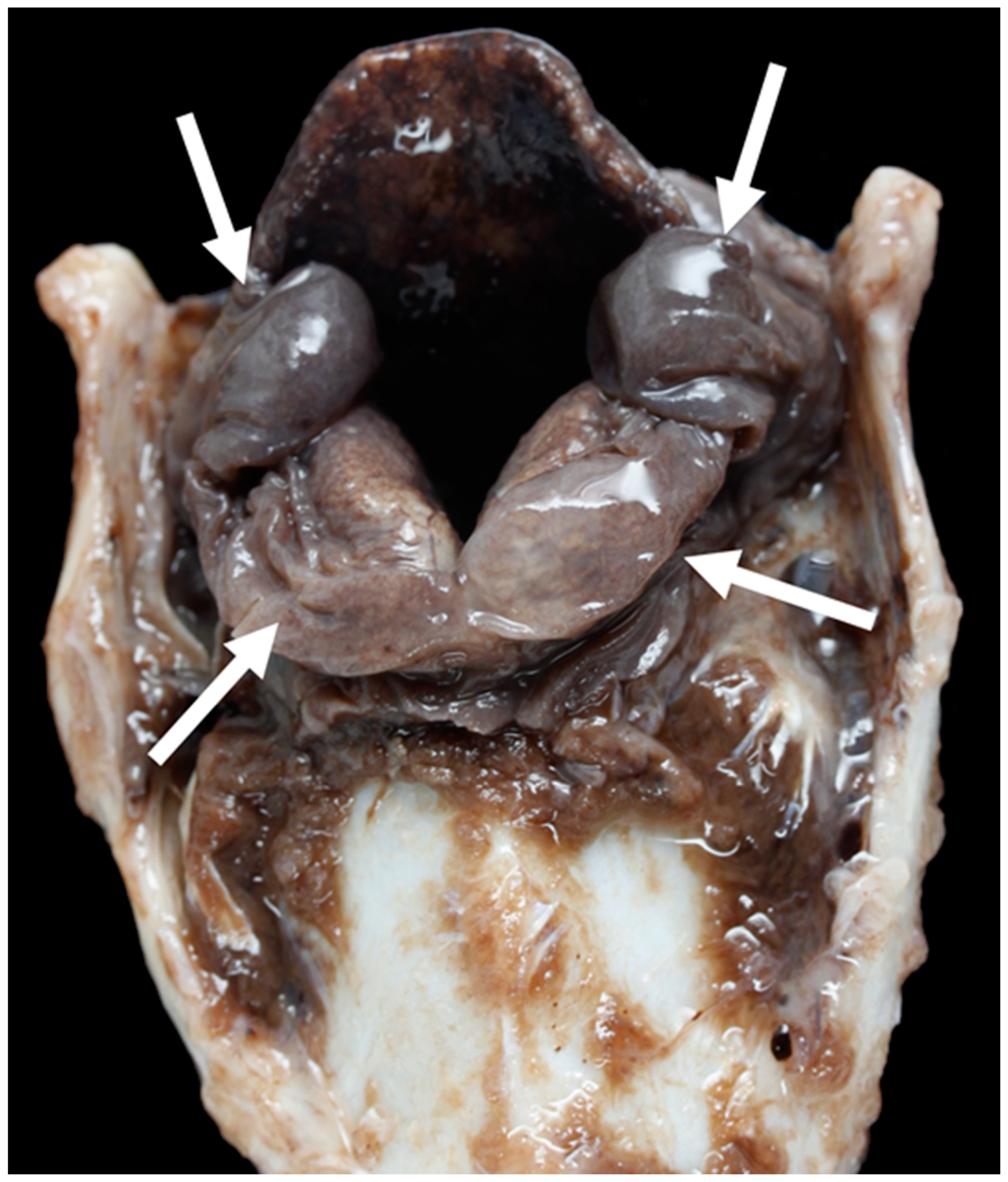 Vetsci 06 00021 g014