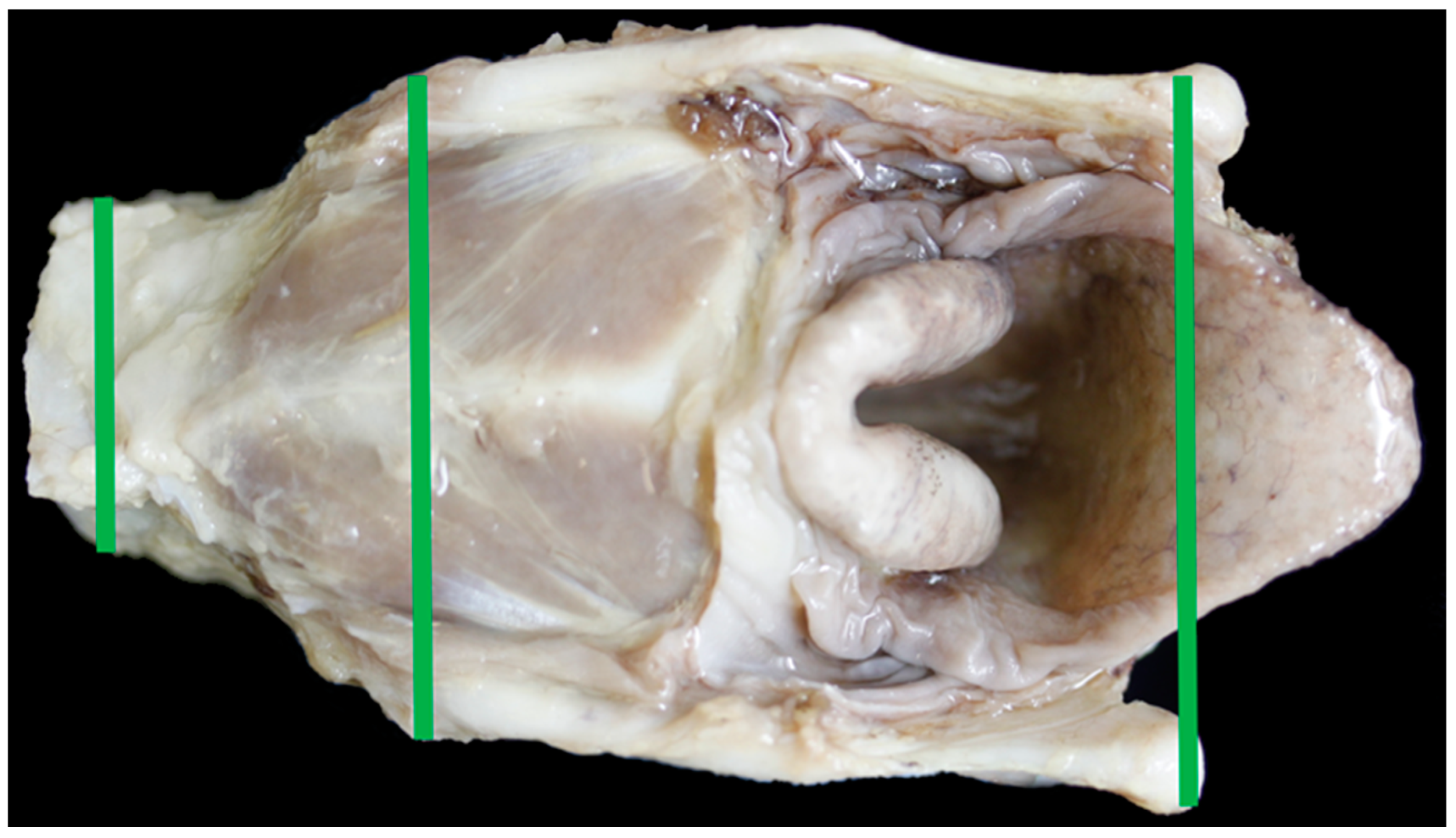 Vetsci 06 00021 g017