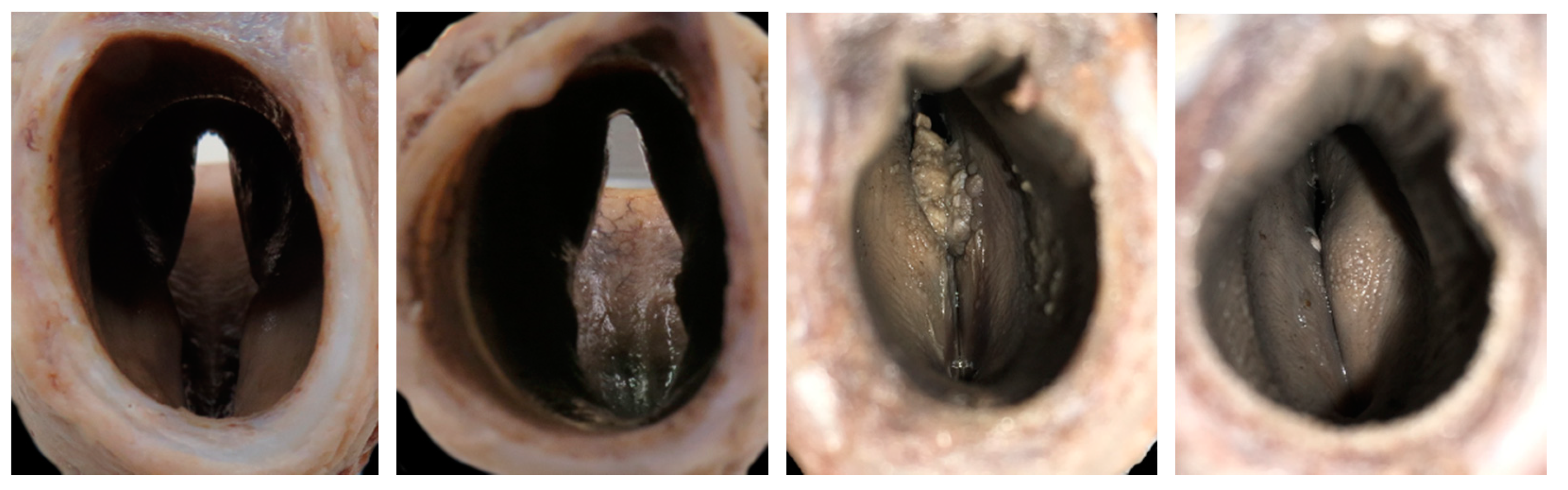 Vetsci 06 00021 g018
