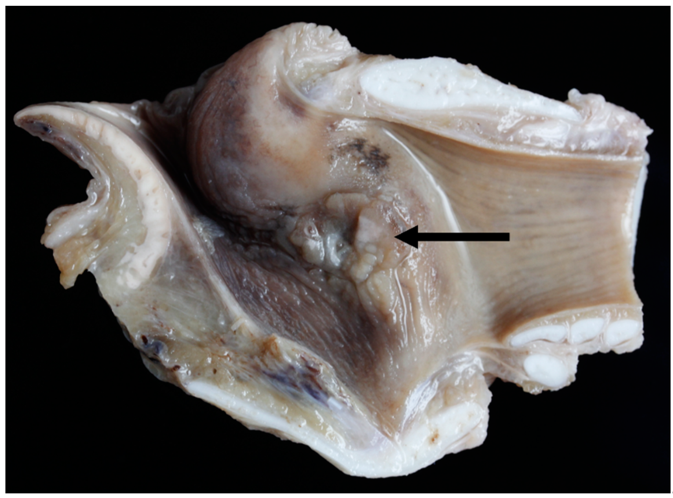 Vetsci 06 00021 g019