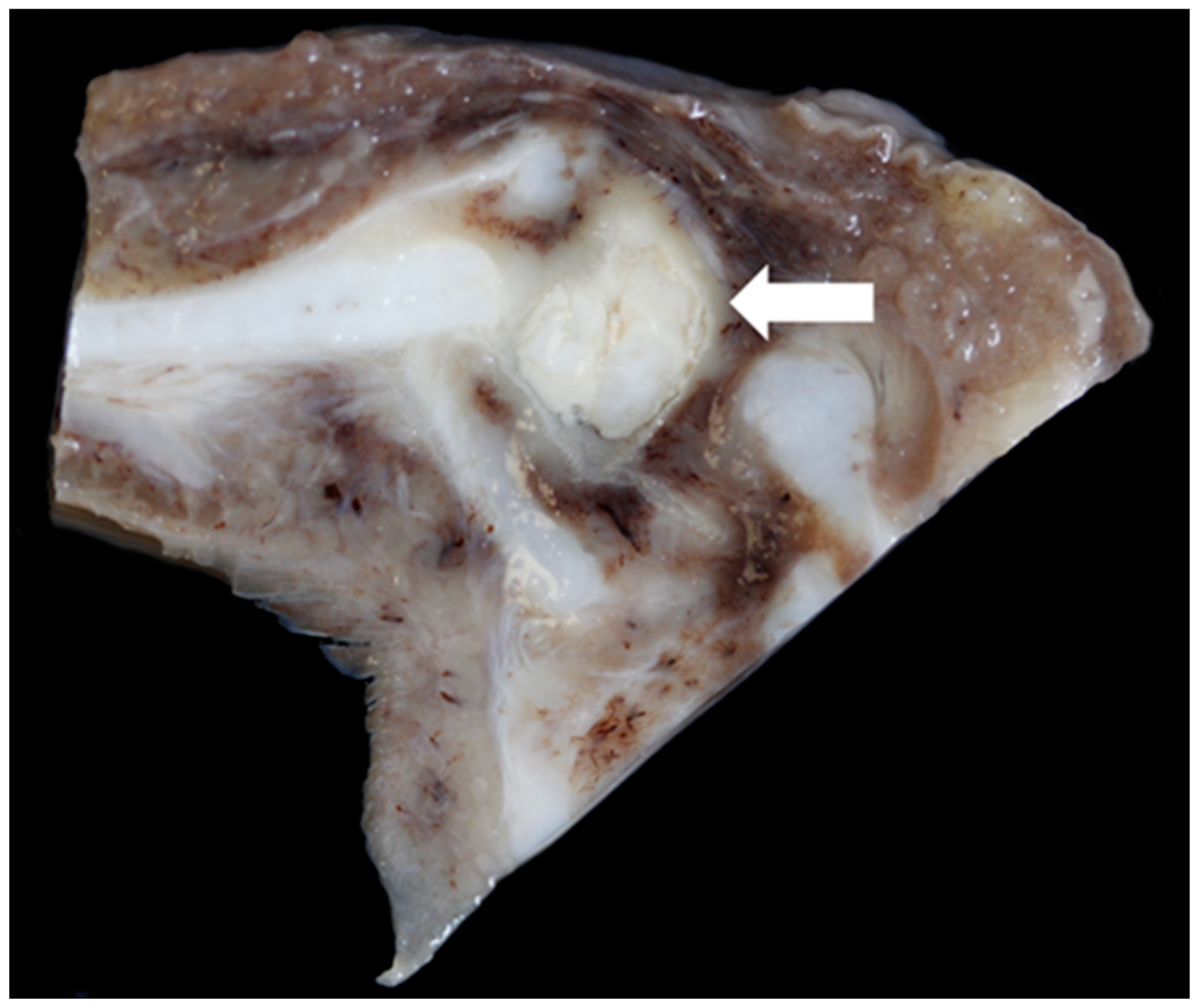 Vetsci 06 00021 g020