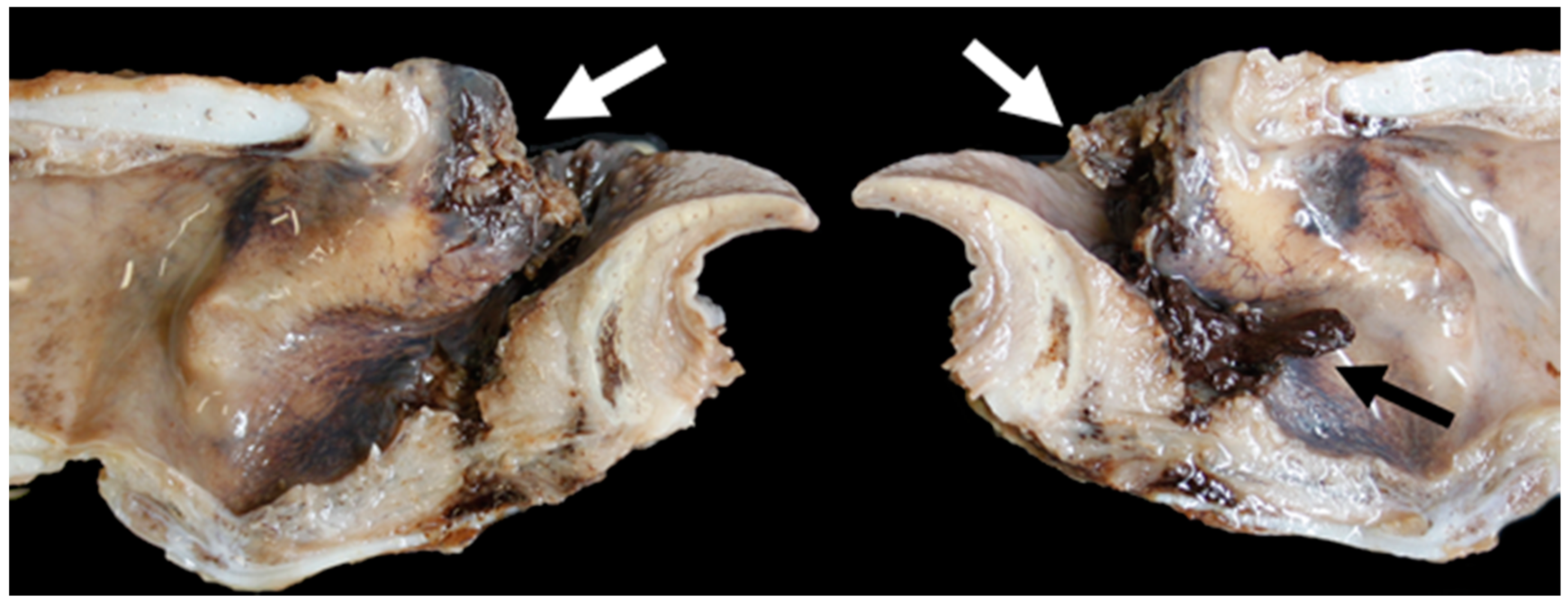 Vetsci 06 00021 g021