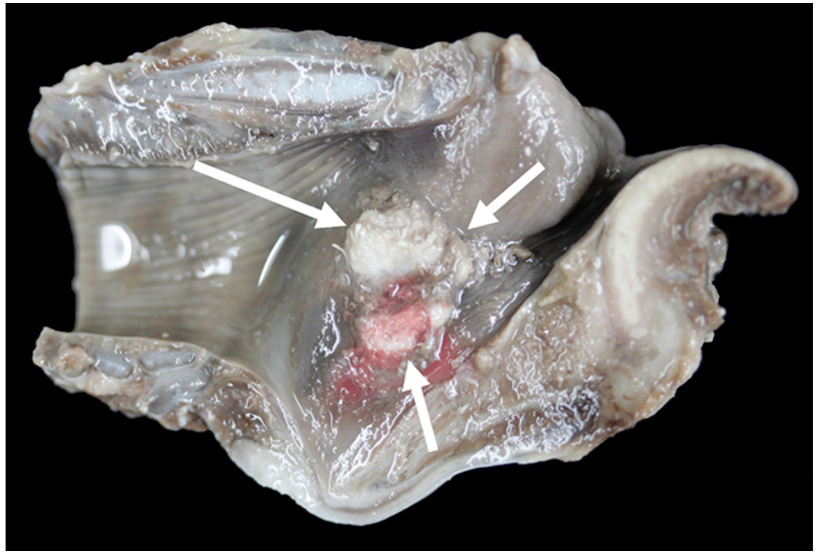 Vetsci 06 00021 g022