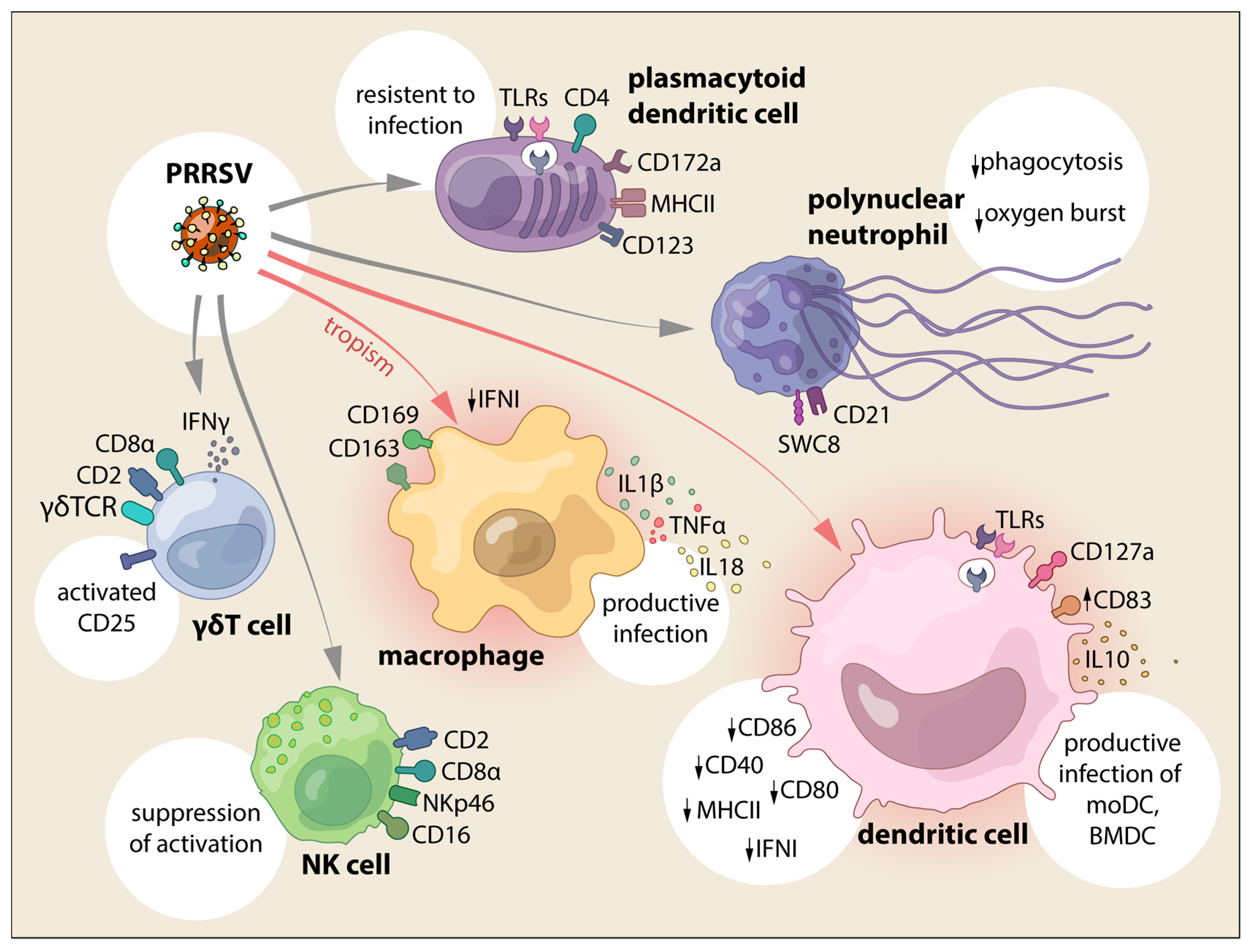 Veterinary Sciences Free Full Text Cellular Innate Immunity Against veterinary-sciences-free-full-text-cellular-innate-immunity-against