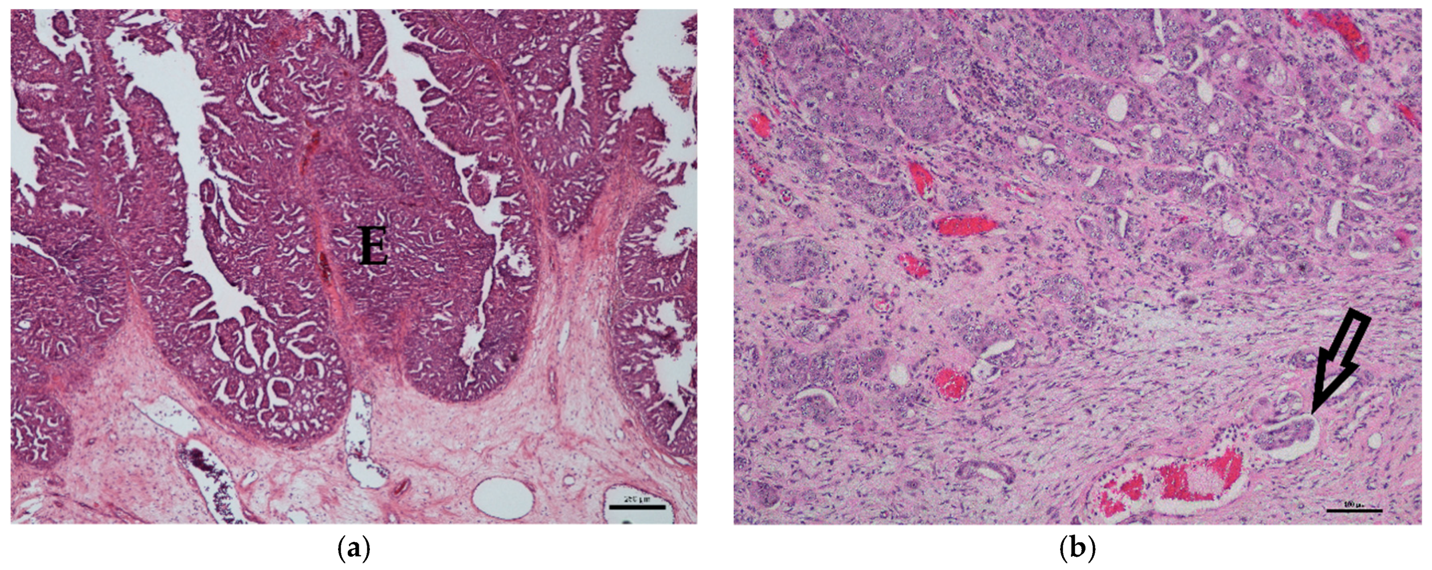 veterinary sciences free full text correlation of braf transitional cell carcinoma in dogs
