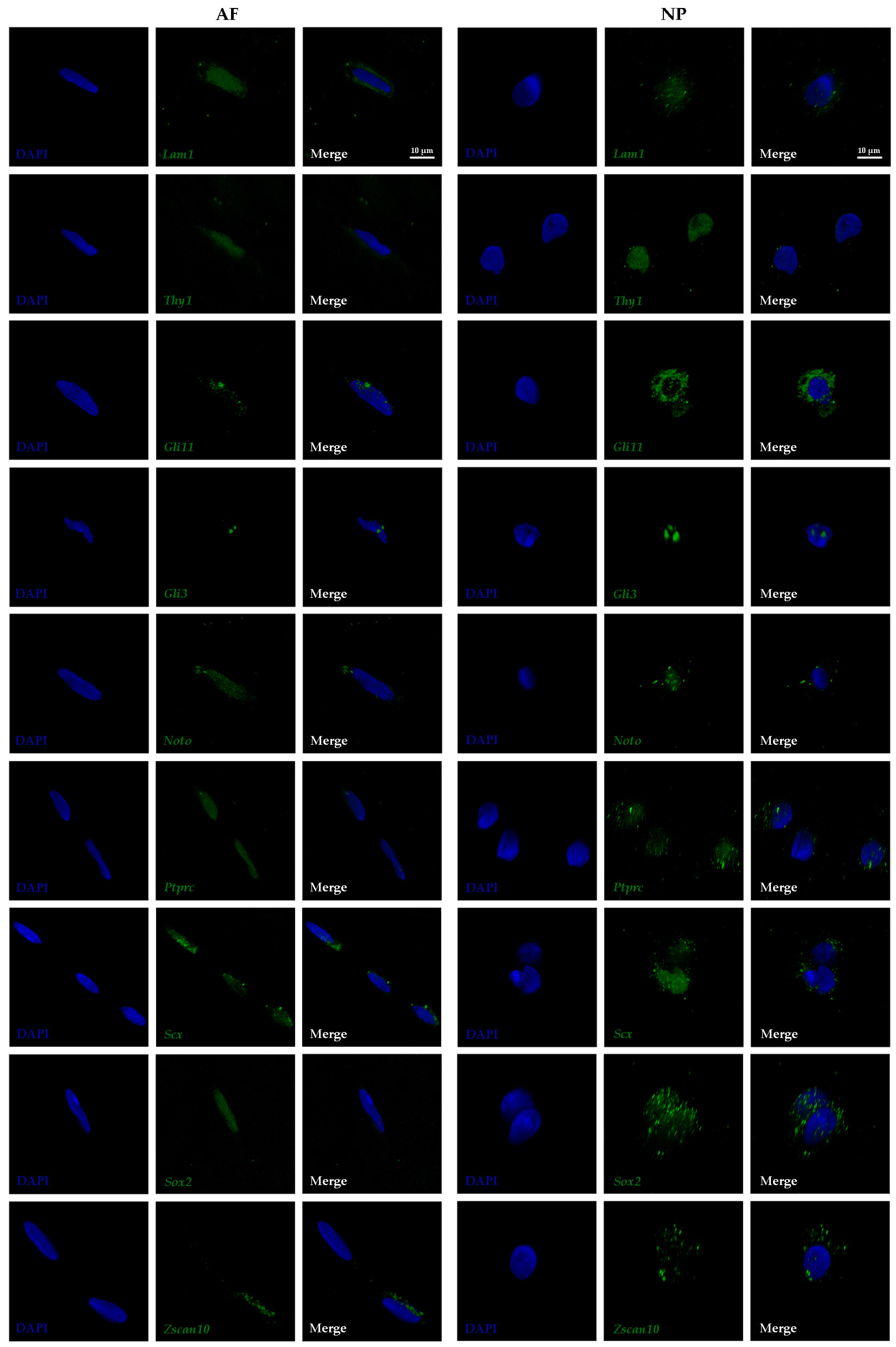 Vetsci 06 00042 g002 Vetsci 06 00042 g002