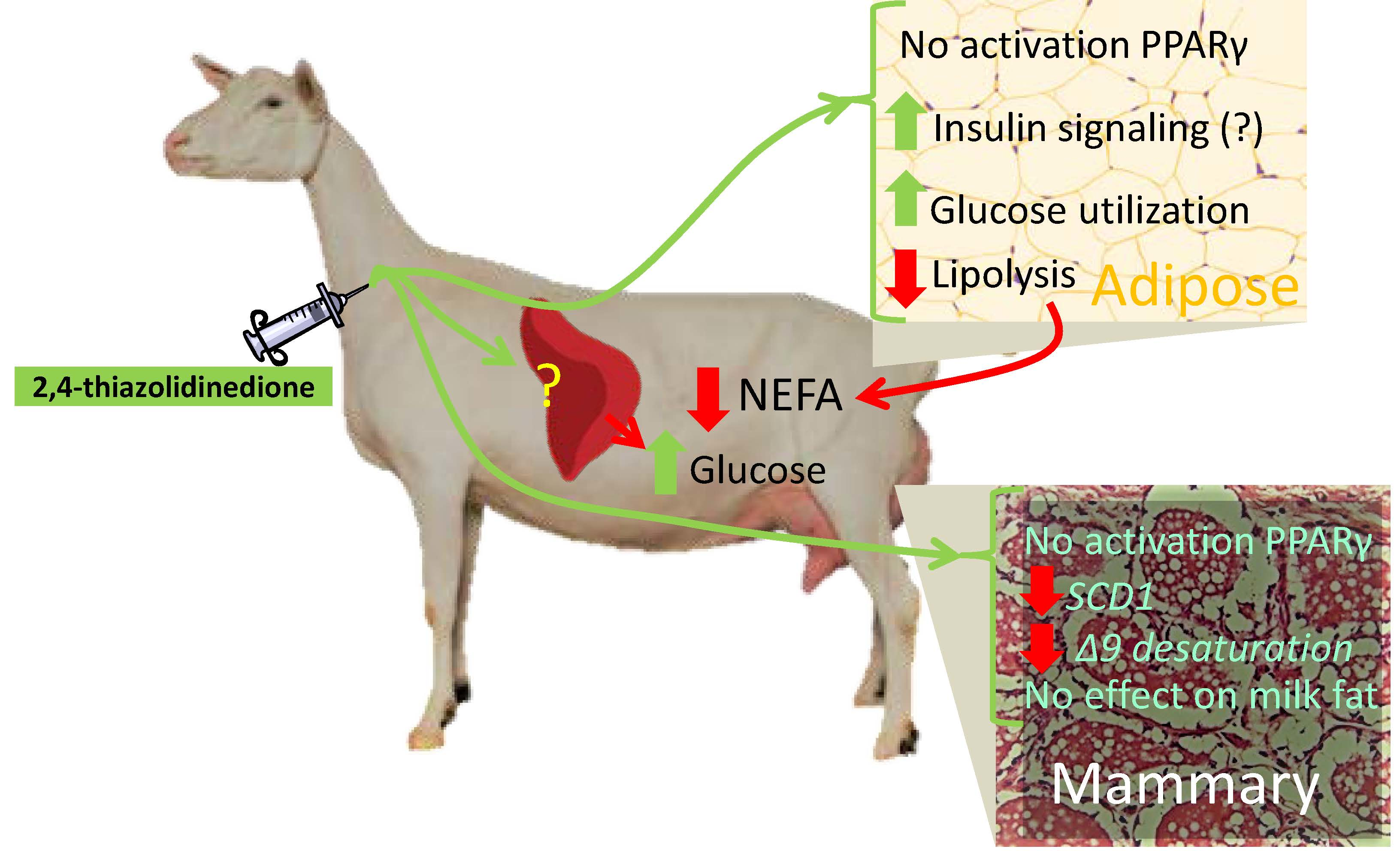 Veterinary Sciences Free FullText 2,4Thiazolidinedione in WellFed Lactating Dairy Goats