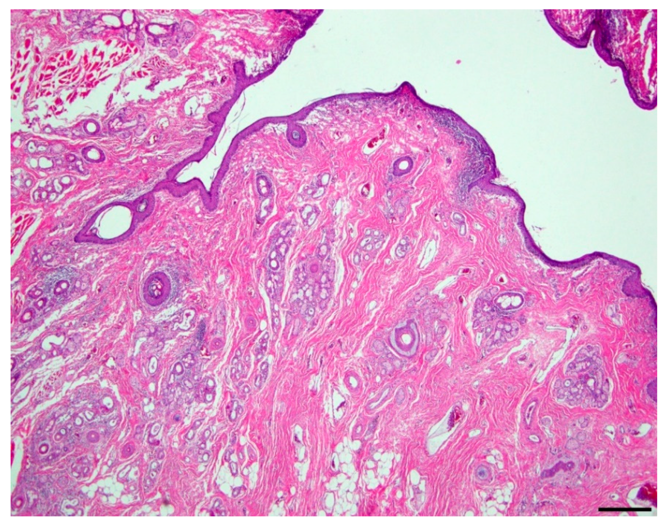 Vetsci 06 00050 g002 550