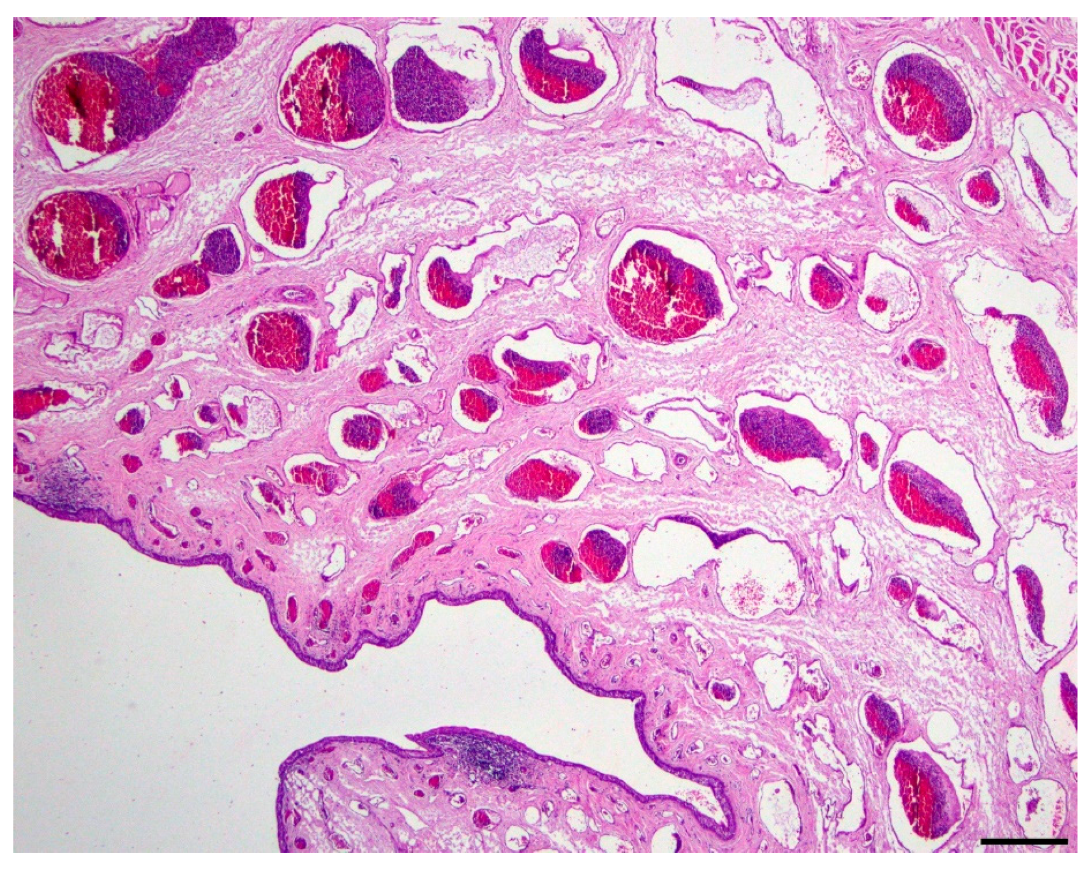 Vetsci 06 00050 g004 550