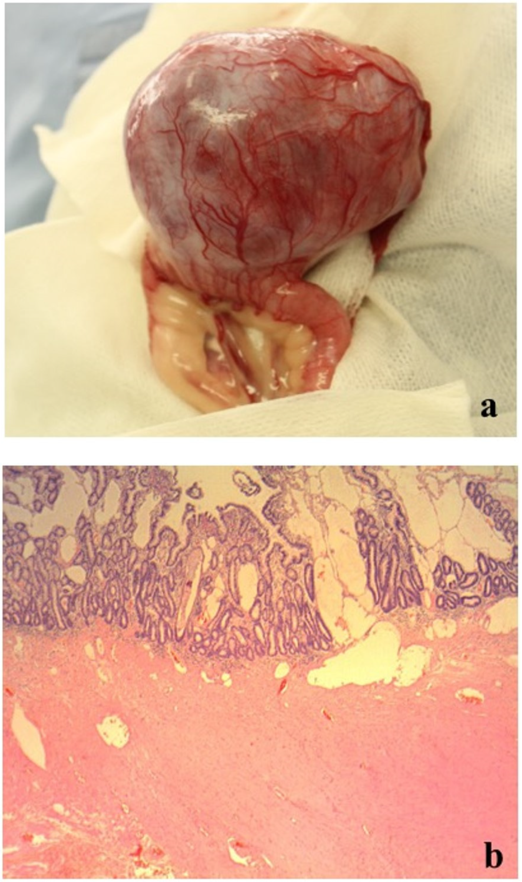 Vetsci 06 00055 g002a 550