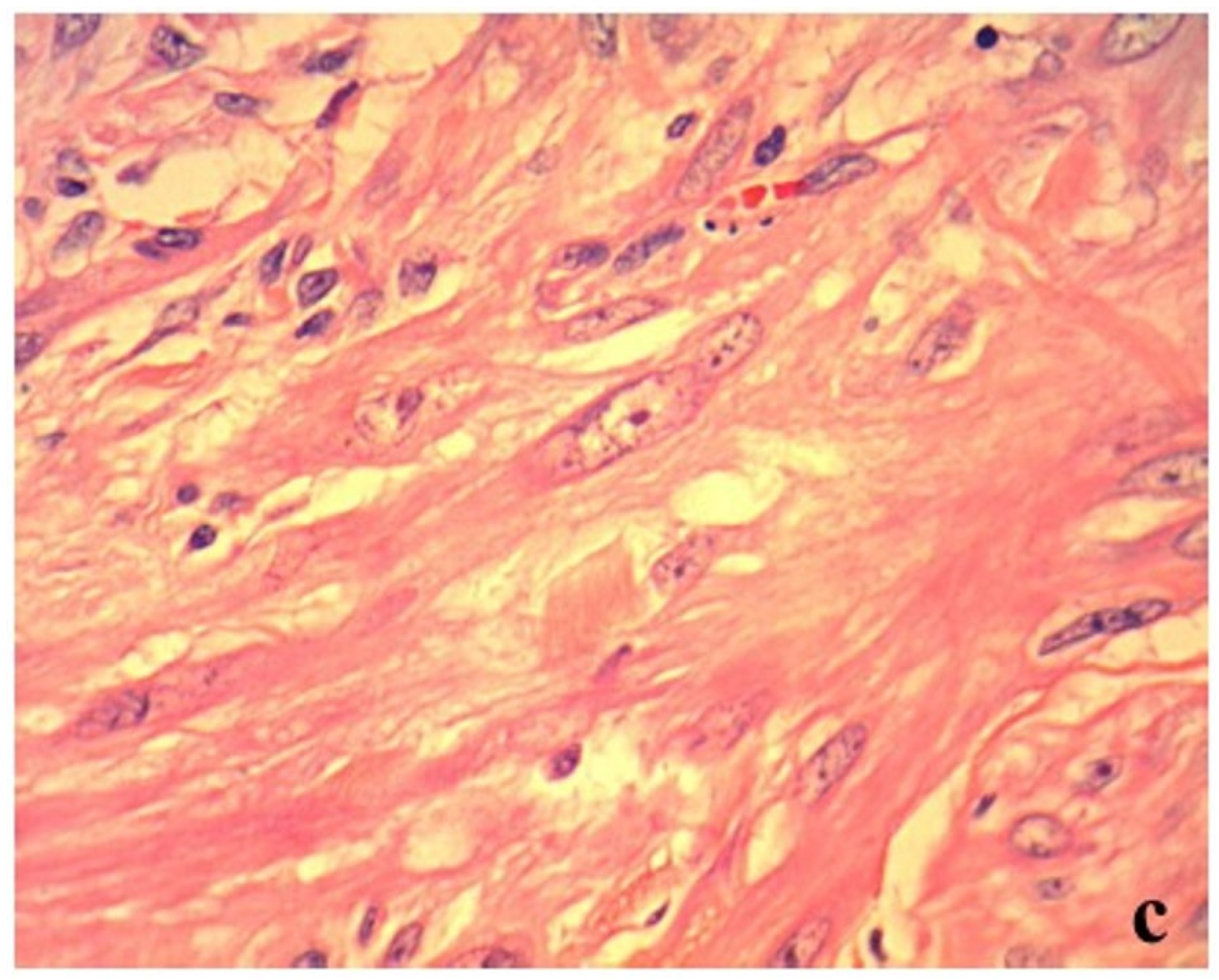 Vetsci 06 00055 g002b 550