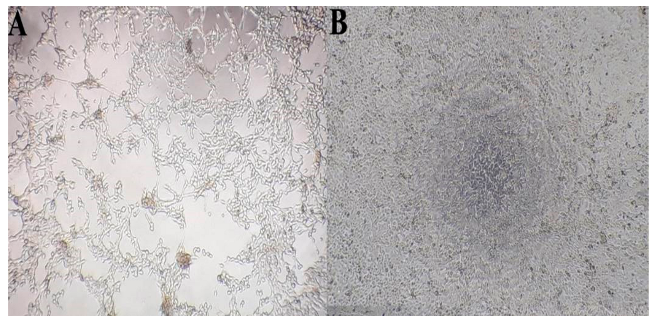Vetsci 06 00056 g001 Vetsci 06 00056 g001