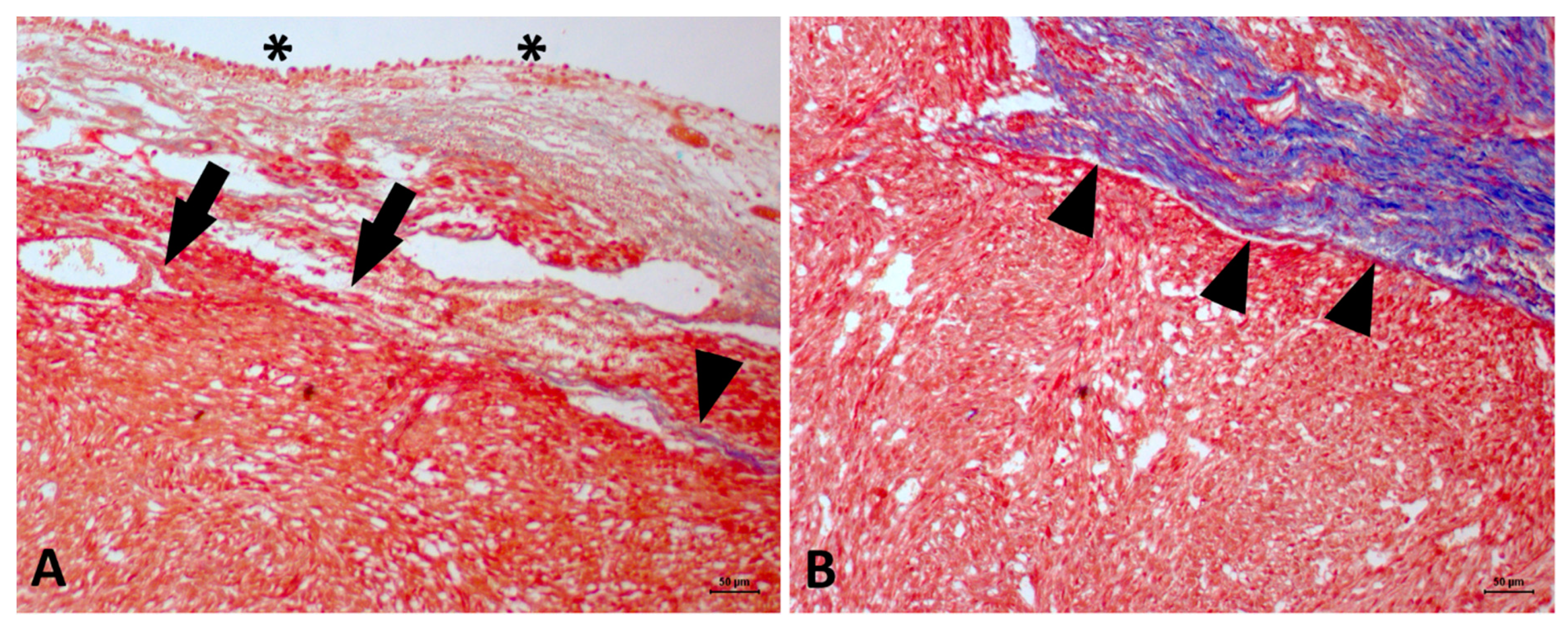 Vetsci 06 00060 g004