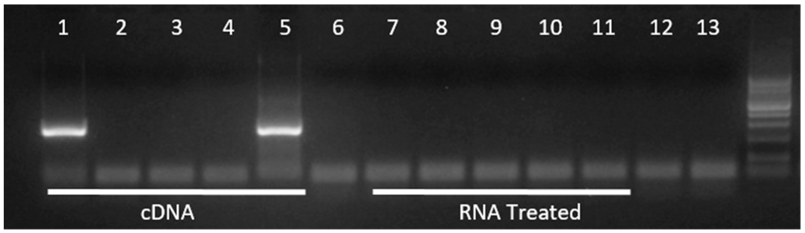 Vetsci 06 00066 g002