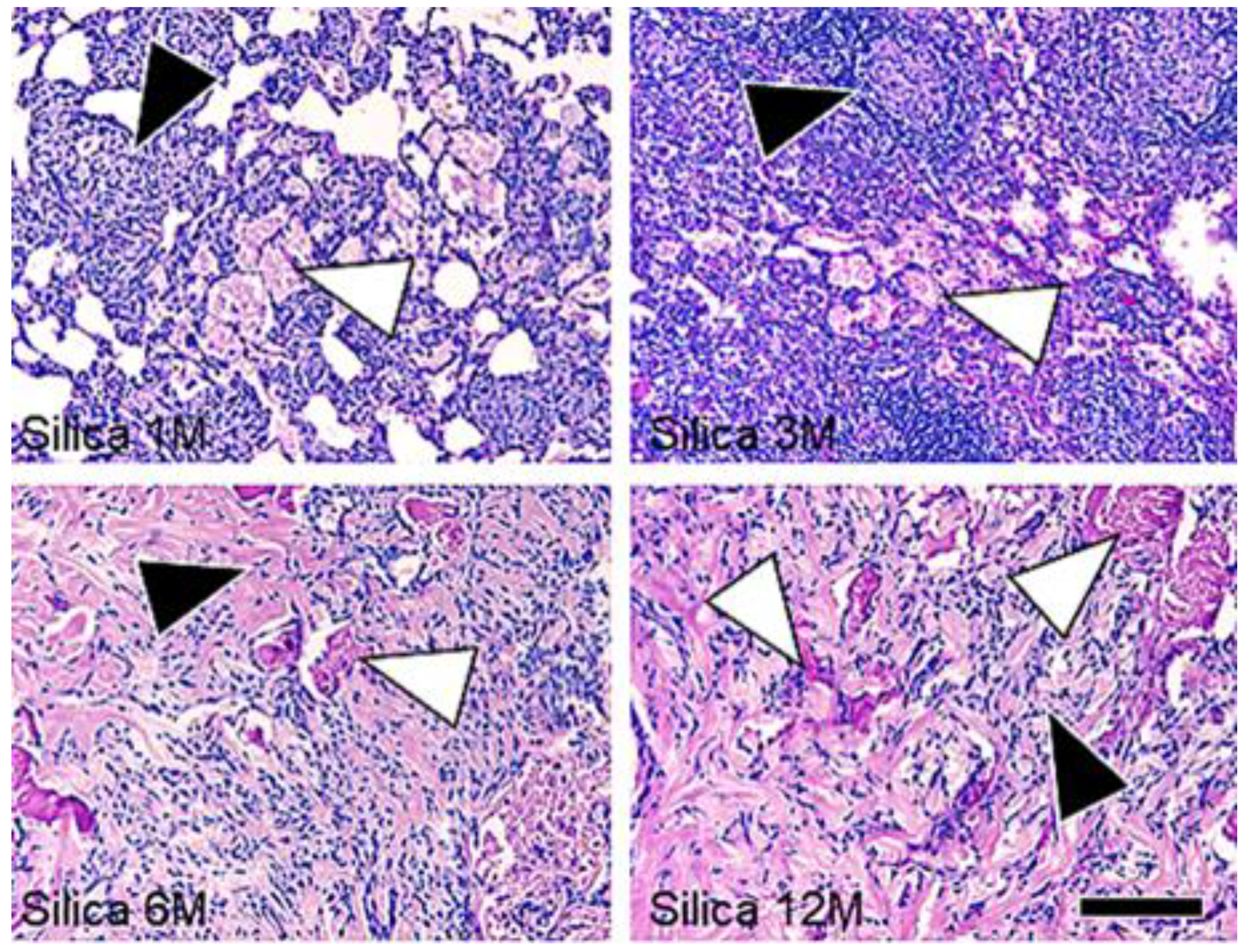 Vetsci 06 00070 g003
