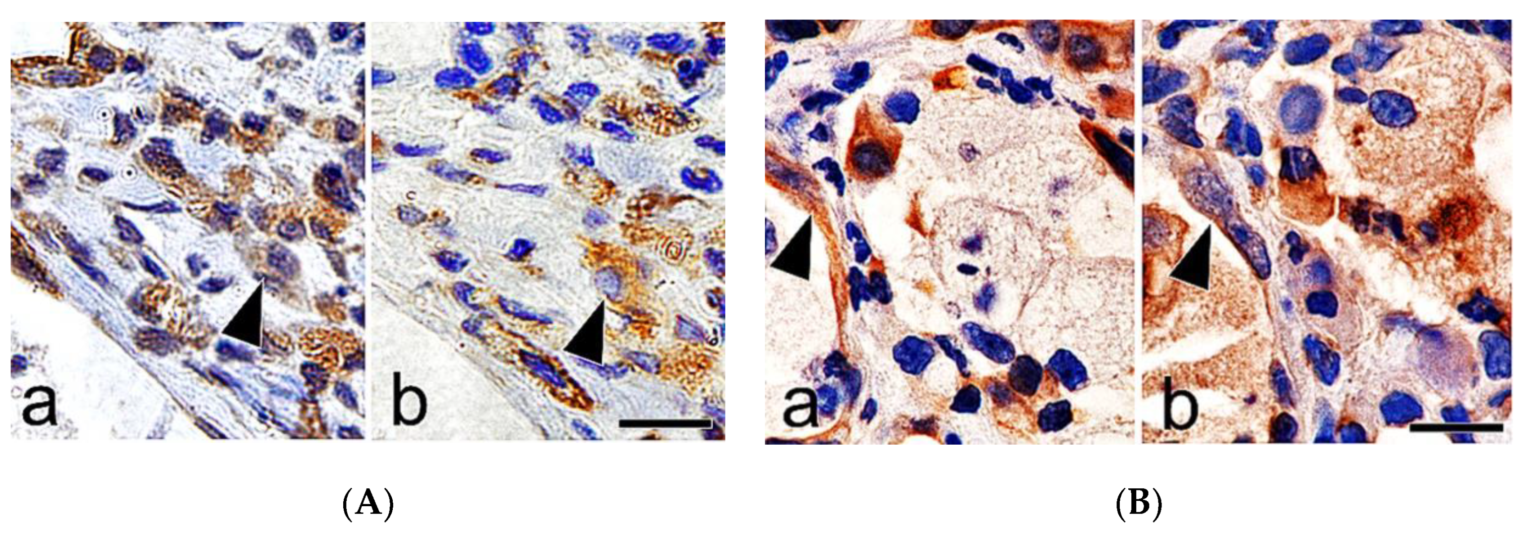 Vetsci 06 00070 g008
