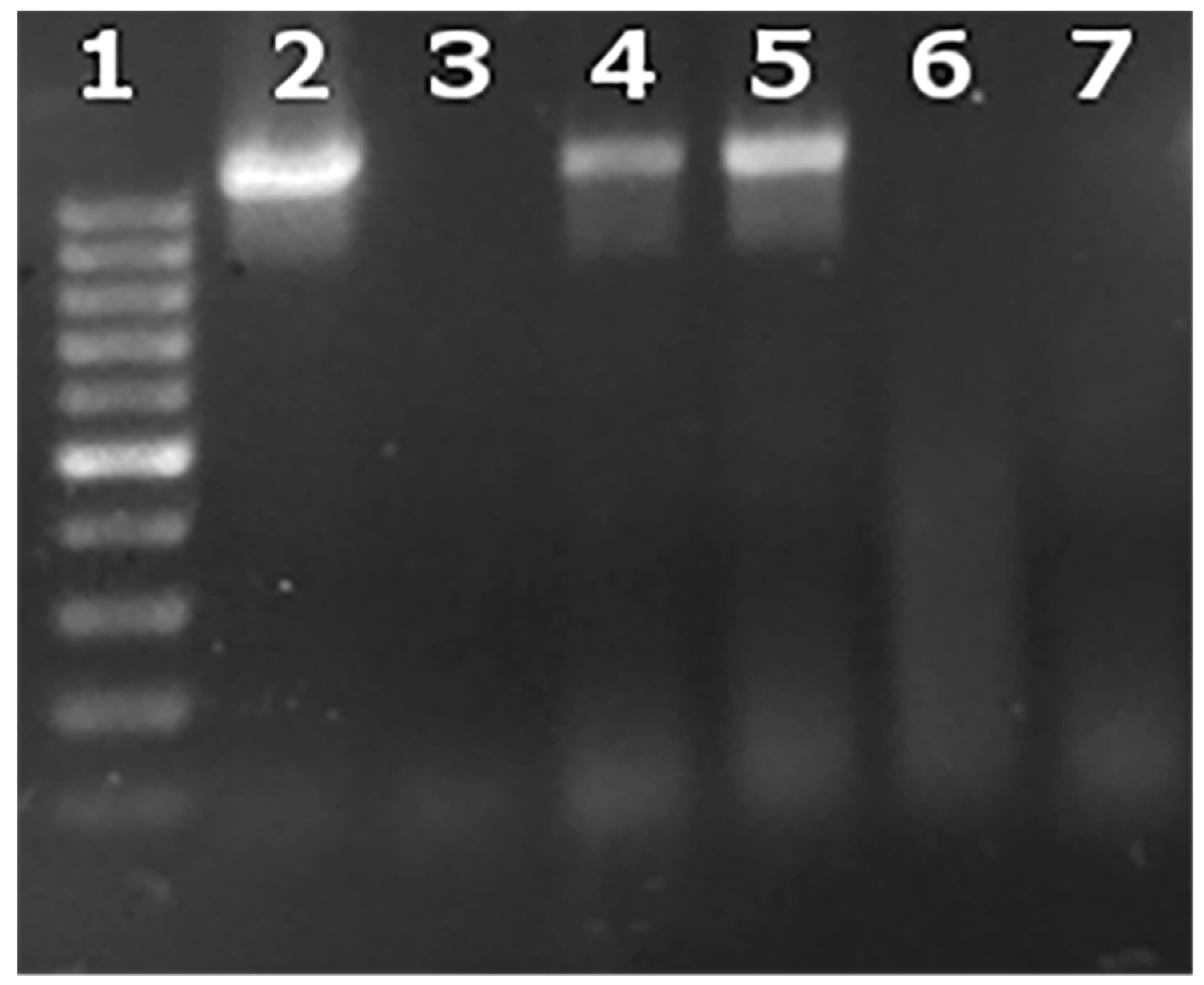 Vetsci 06 00071 g004