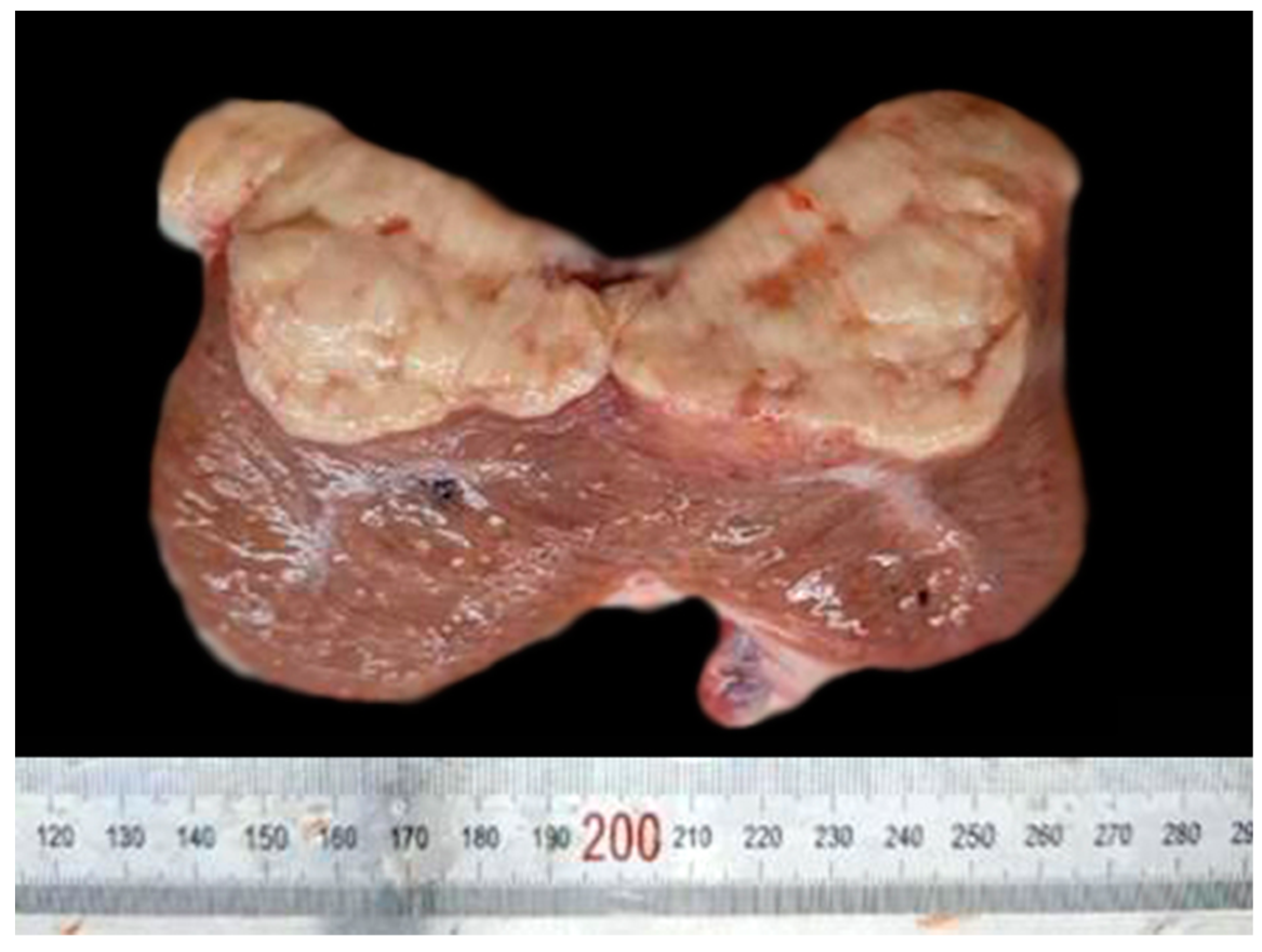 Vetsci 06 00077 g001