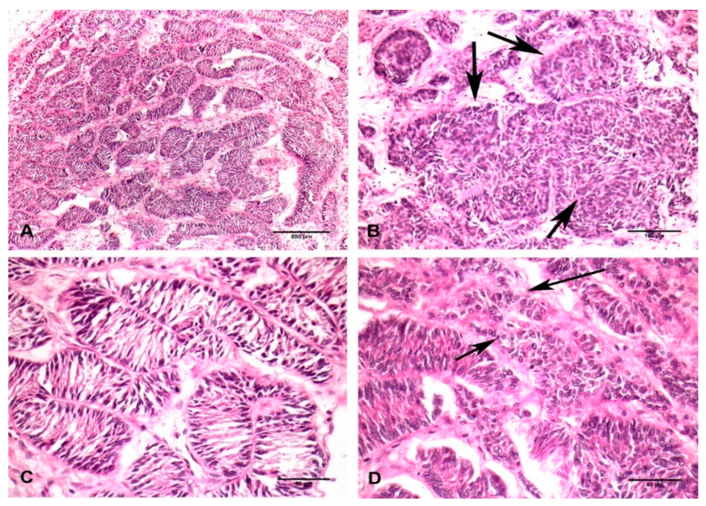 Vetsci 06 00077 g002