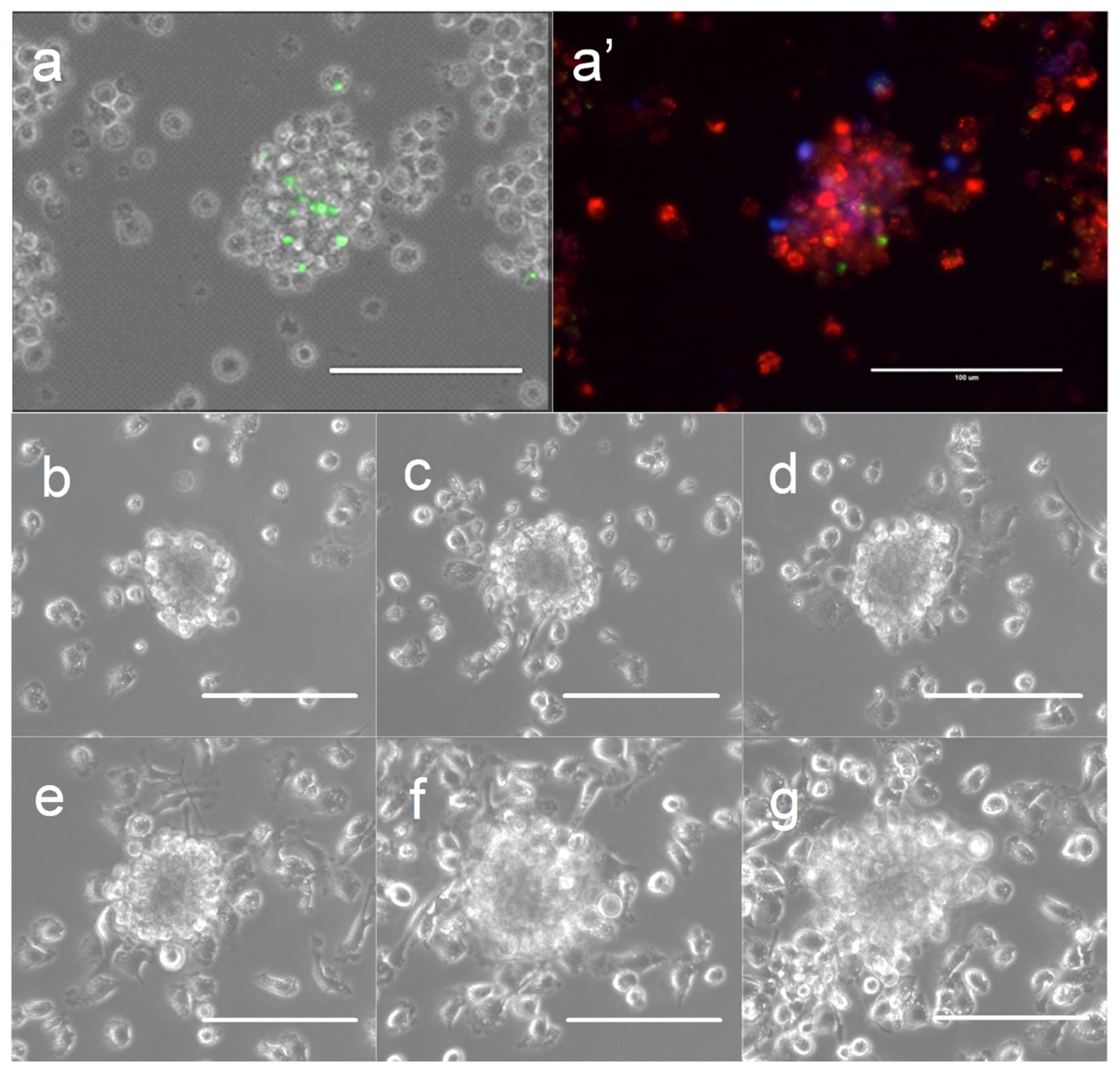Vetsci 06 00080 g001