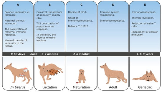 Veterinary Sciences | Free Full-Text | Development of Dog Immune System:  From in Uterus to Elderly