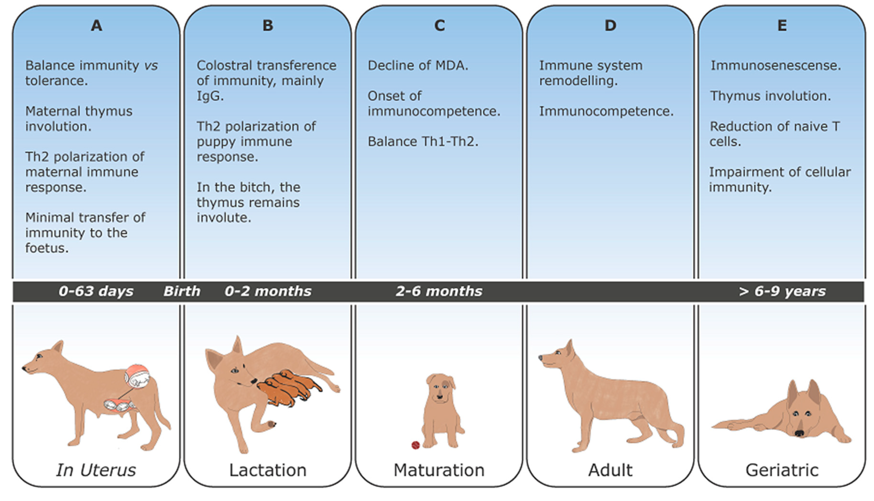 are dogs immune to human illnesses