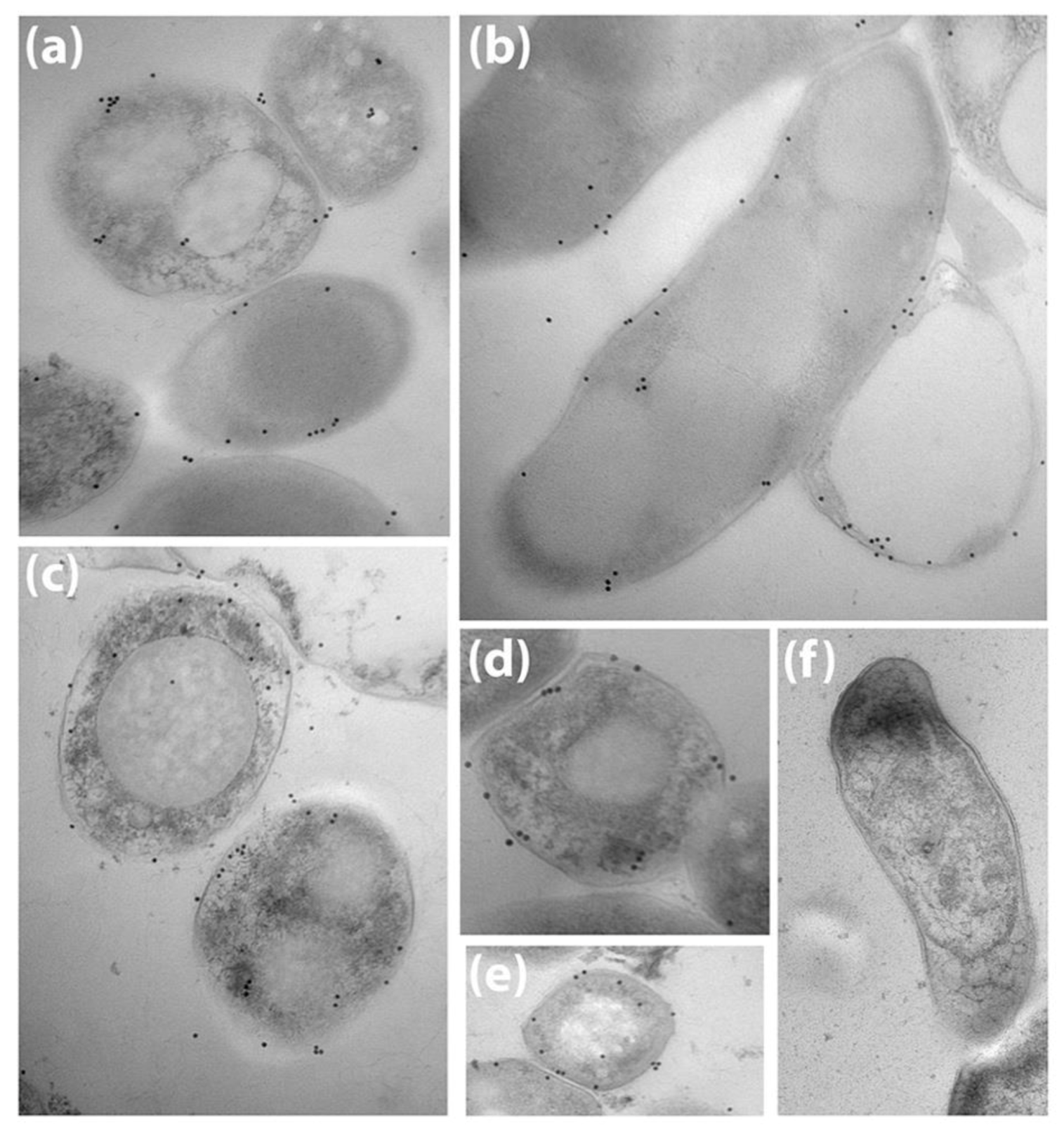 Vetsci 06 00088 g002