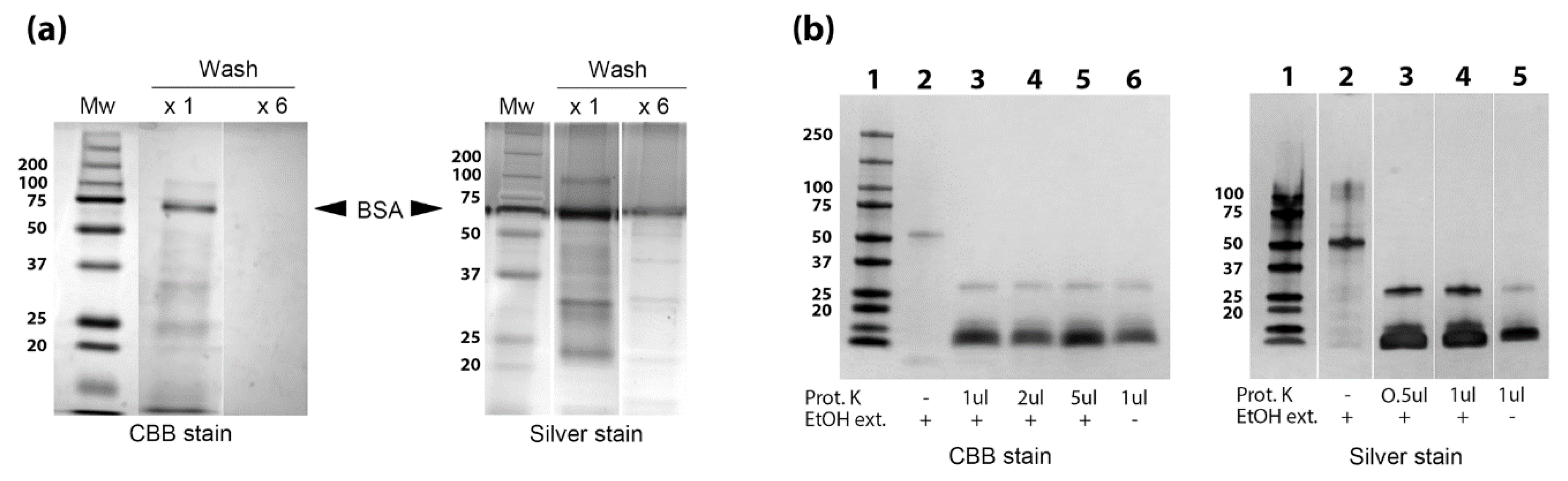Vetsci 06 00088 g006
