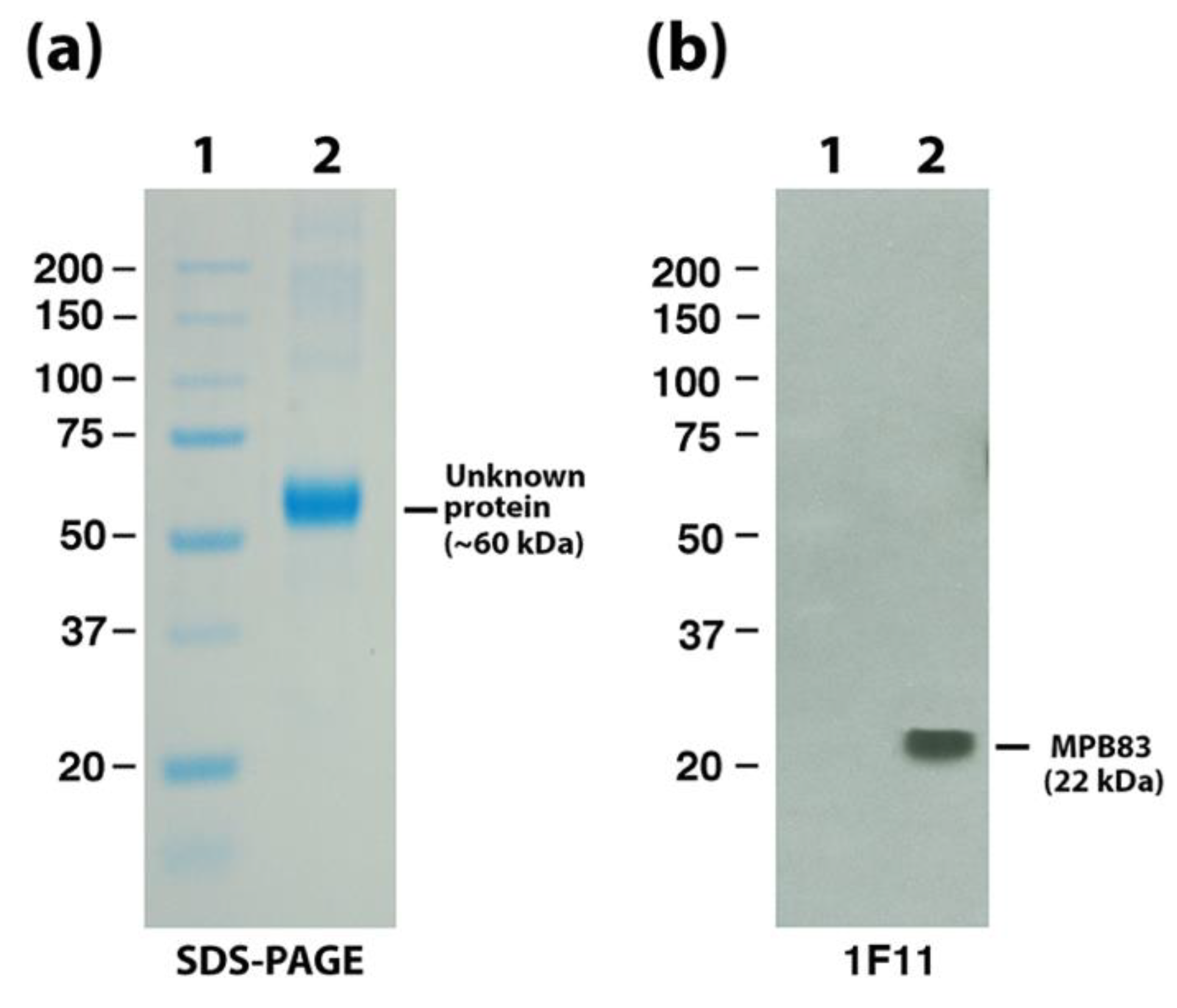 Vetsci 06 00088 g007