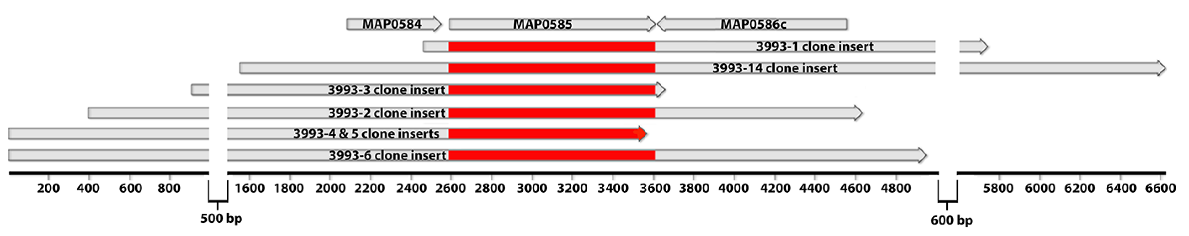 Vetsci 06 00088 g008