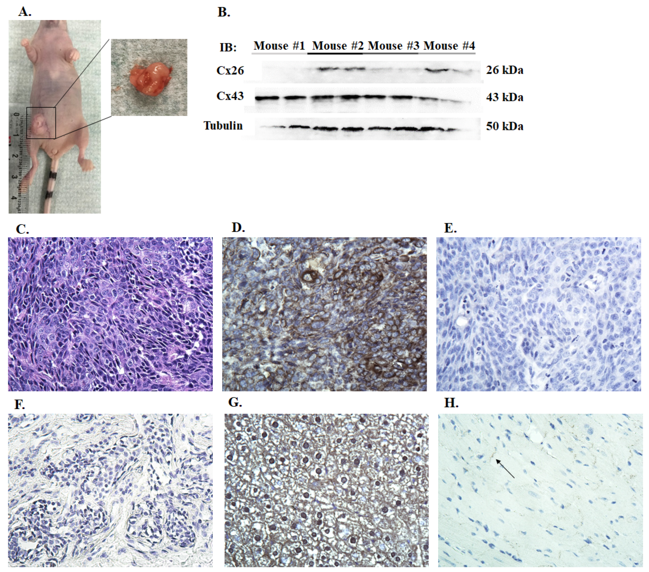 Vetsci 06 00101 g004
