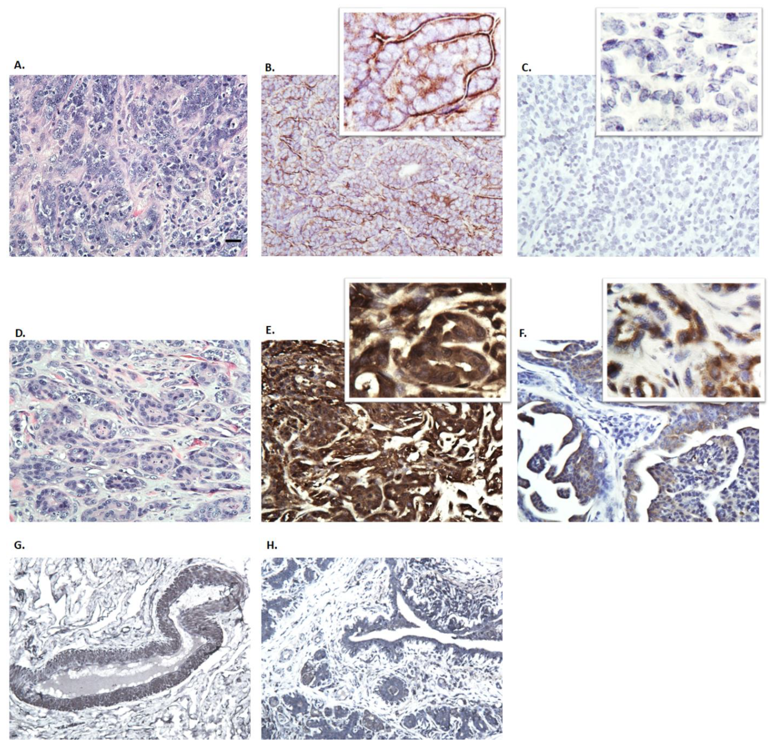 Vetsci 06 00101 g005