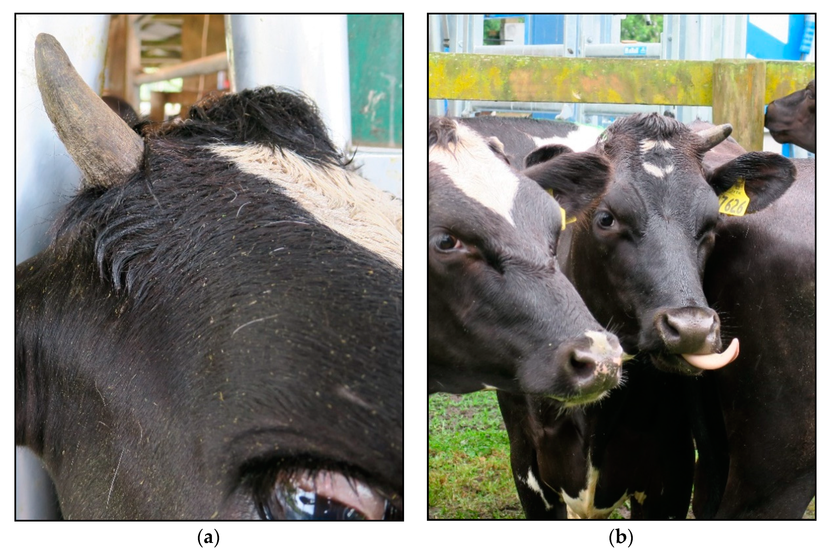 Vetsci 06 00102 g001 Vetsci 06 00102 g001