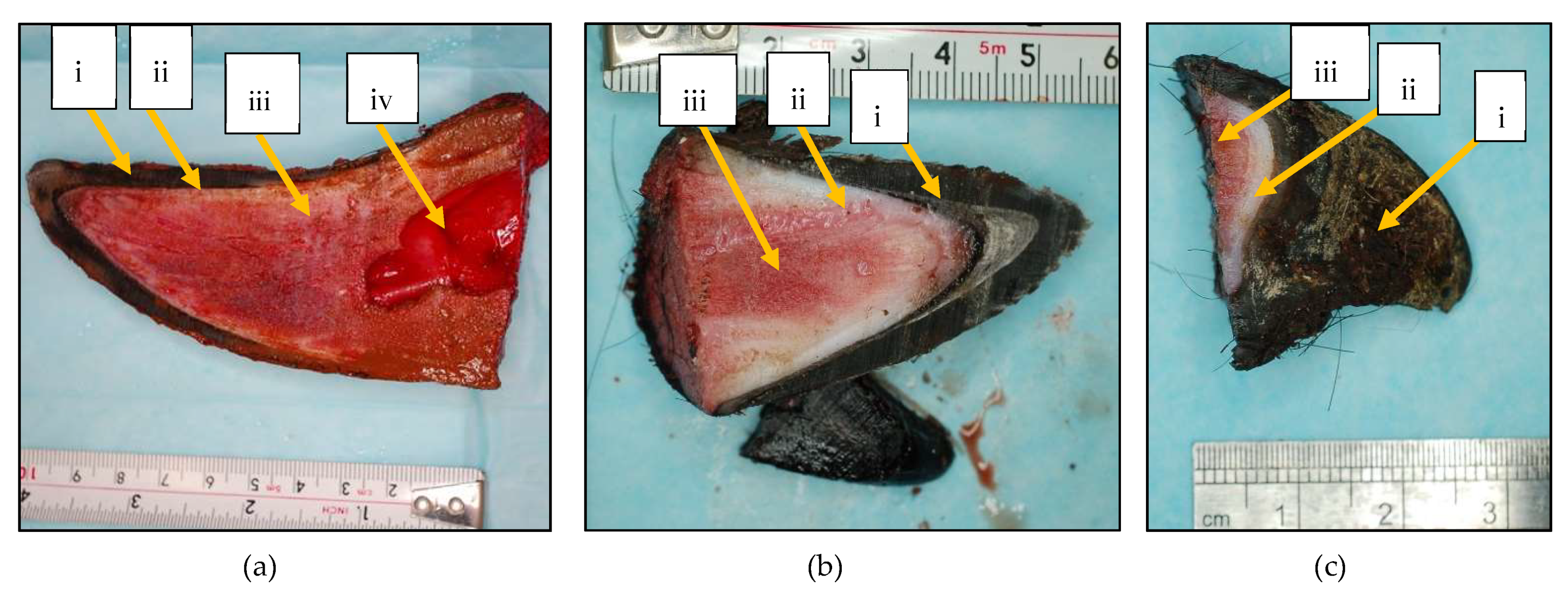 Vetsci 06 00102 g002 Vetsci 06 00102 g002