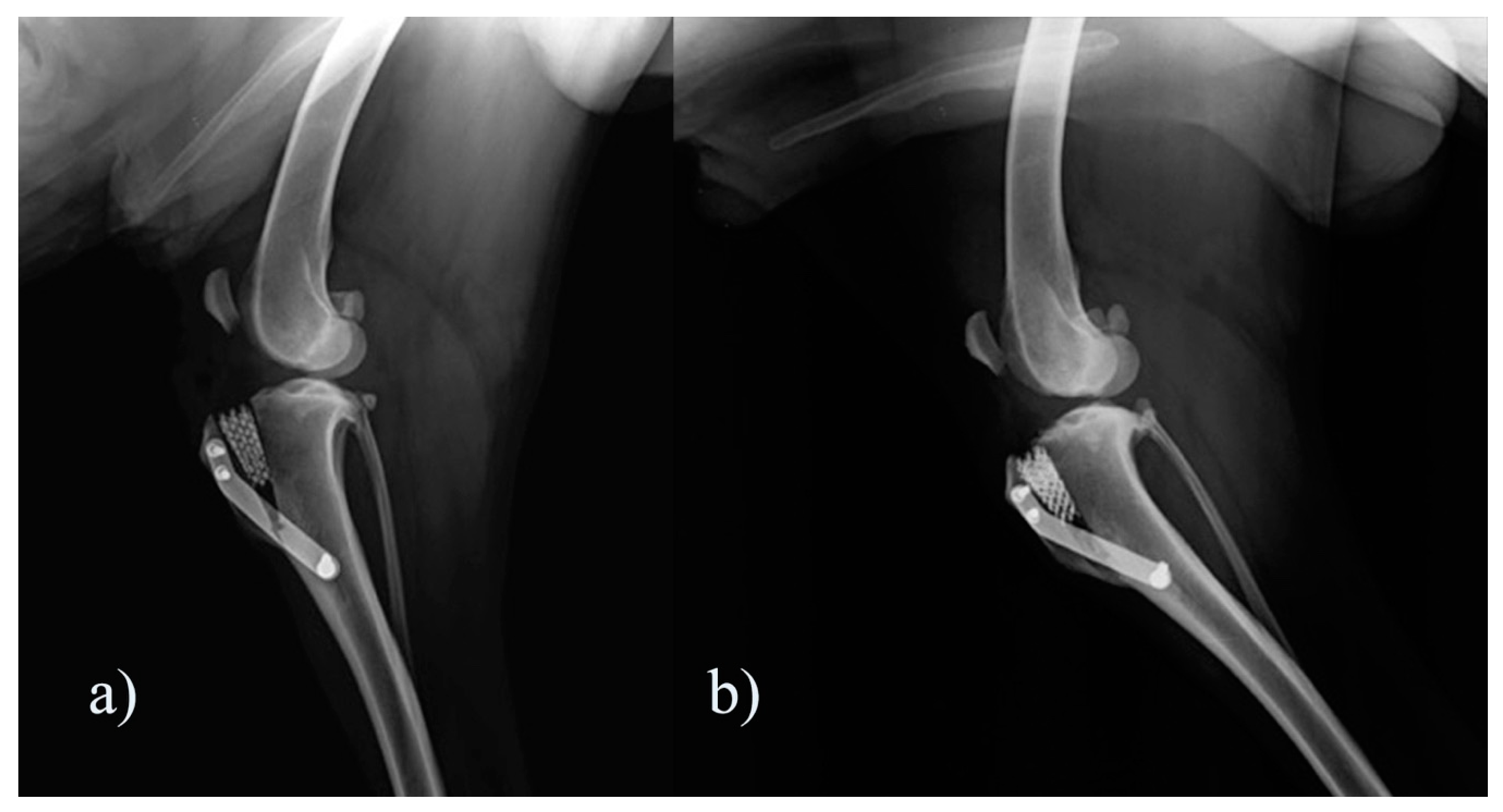 Vetsci 07 00001 g001